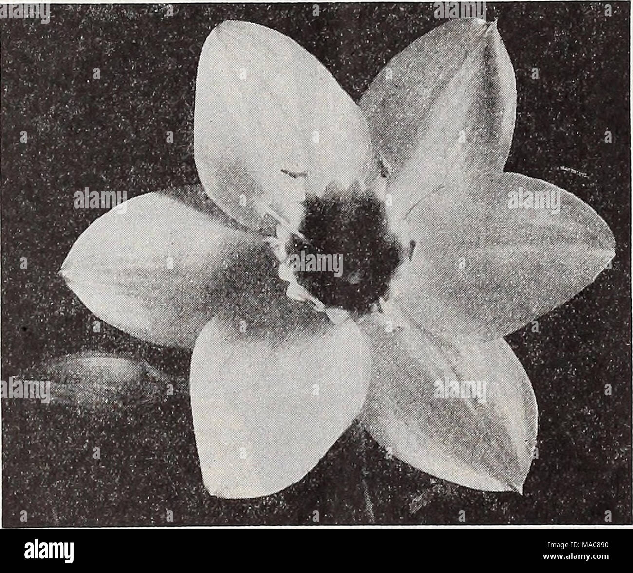 . Du milieu de l'été 1932 Dreer liste . EUCHARIS AMAZONICA Nous offrons un joli lot de plantes économes 12 à 15 pouces de haut en 6 pots en chambre double rose, rouge double et double bigarré, 2,50 $ chacun. Cestriim ParCJVli (Night-blooming Jessamine) une offre intéressante de la culture arbustive facile, que ce soit pour la culture en pot ou à la plantation dans le jardin lorsque le temps devient chaud, avec de petites fleurs blanc verdâtre et de parfum délicieux, qui est ajoutée pendant la nuit seulement. 25 cts. Chaque ; 2,50 $ douz. Clerodendron Balfouri. Une belle émissions de grimpeur, et admirablement adapté à la culture de la chambre, la floraison mos Banque D'Images