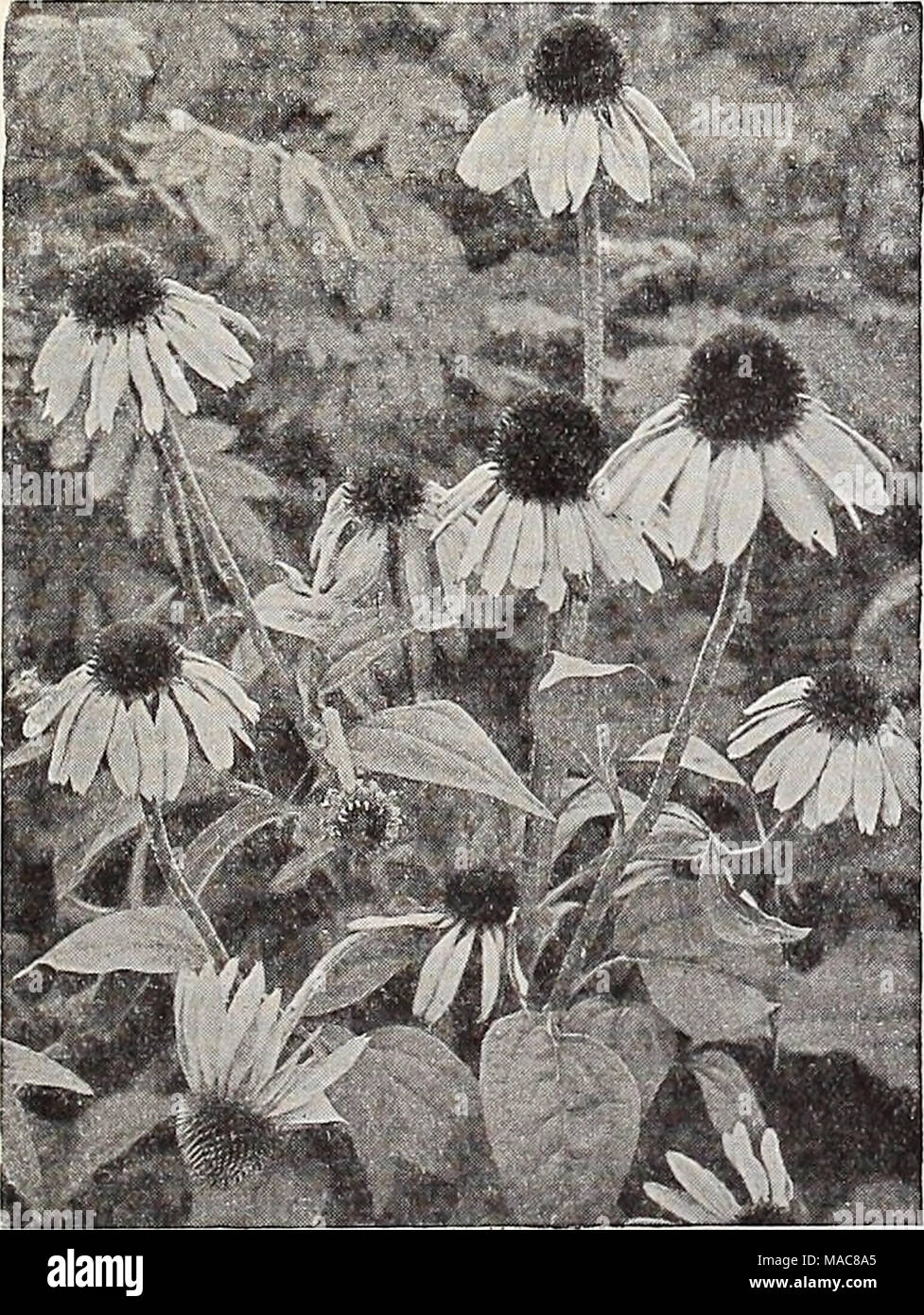 Du milieu de l'été 1932 Dreer liste . Rudbeckia purpurea (violet)  Cone-Flower géant 3928 Grandifiora Azurea. Un hardy, variété vivace  produisant 10 en août et septembre des pics de jolies fleurs