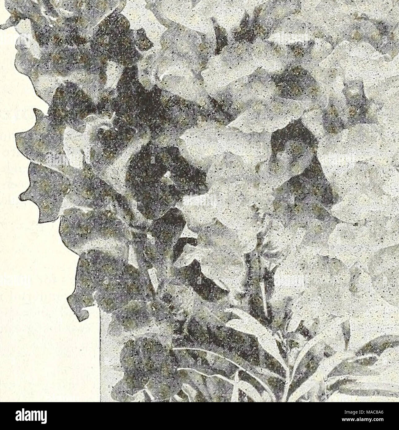 . Du milieu de l'été 1931 Dreer liste . Banque D'Images