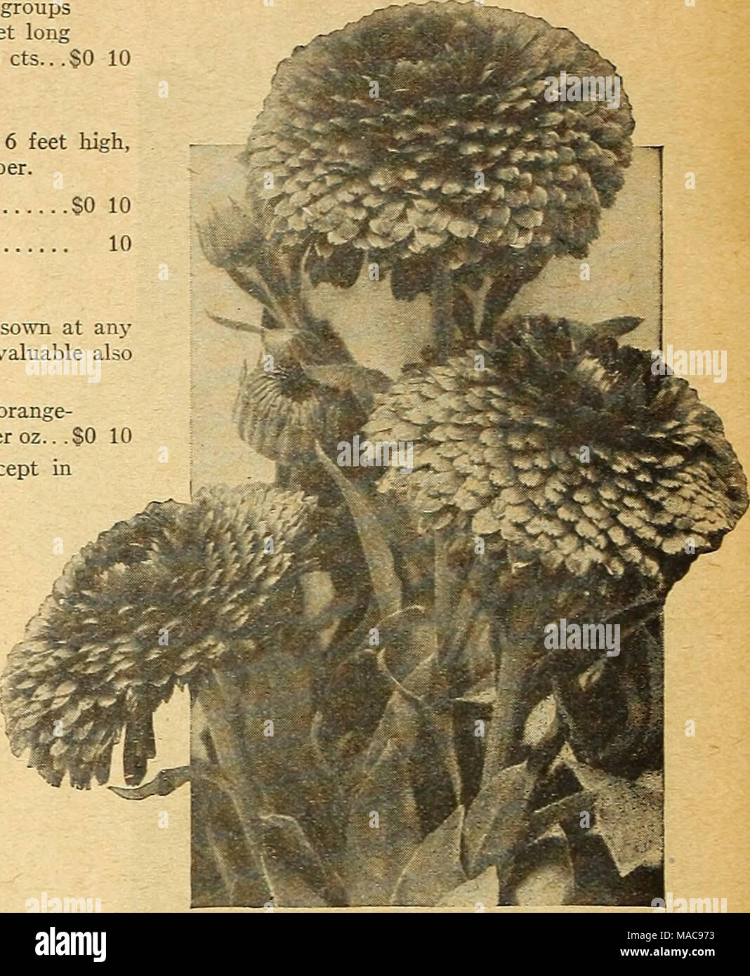 . Du milieu de l'été 1926 Dreer liste . Gi.AXT fleur jacinthe ou I.mproved CAKDYXtTT Empress Roi Calendulas (Candytuft Iberis umbellata) Le rapport annuel d'Candytufts sont indispensables pour la coupe. Toutes les variétés regardez mieux dans d'appoint ou de masses. Les semences peuvent être semées à tout moment pendant le simimer, la floraison d'ici quelques semaines. Rustique et de culture facile. 1 pied. 1751 Carmine. Rose carmin vif. 1752 Crimson. Ombre profonde riche. 1755 albida. -Pur blanc. 1756-chair rose. Rose délicat. 1757 La Lavande. Ombre délicate de rose-lavande. 1758 Rose Cardinal. Rose-rouge profond brillant ; l'un des plus efficaces pour la litière. P Banque D'Images