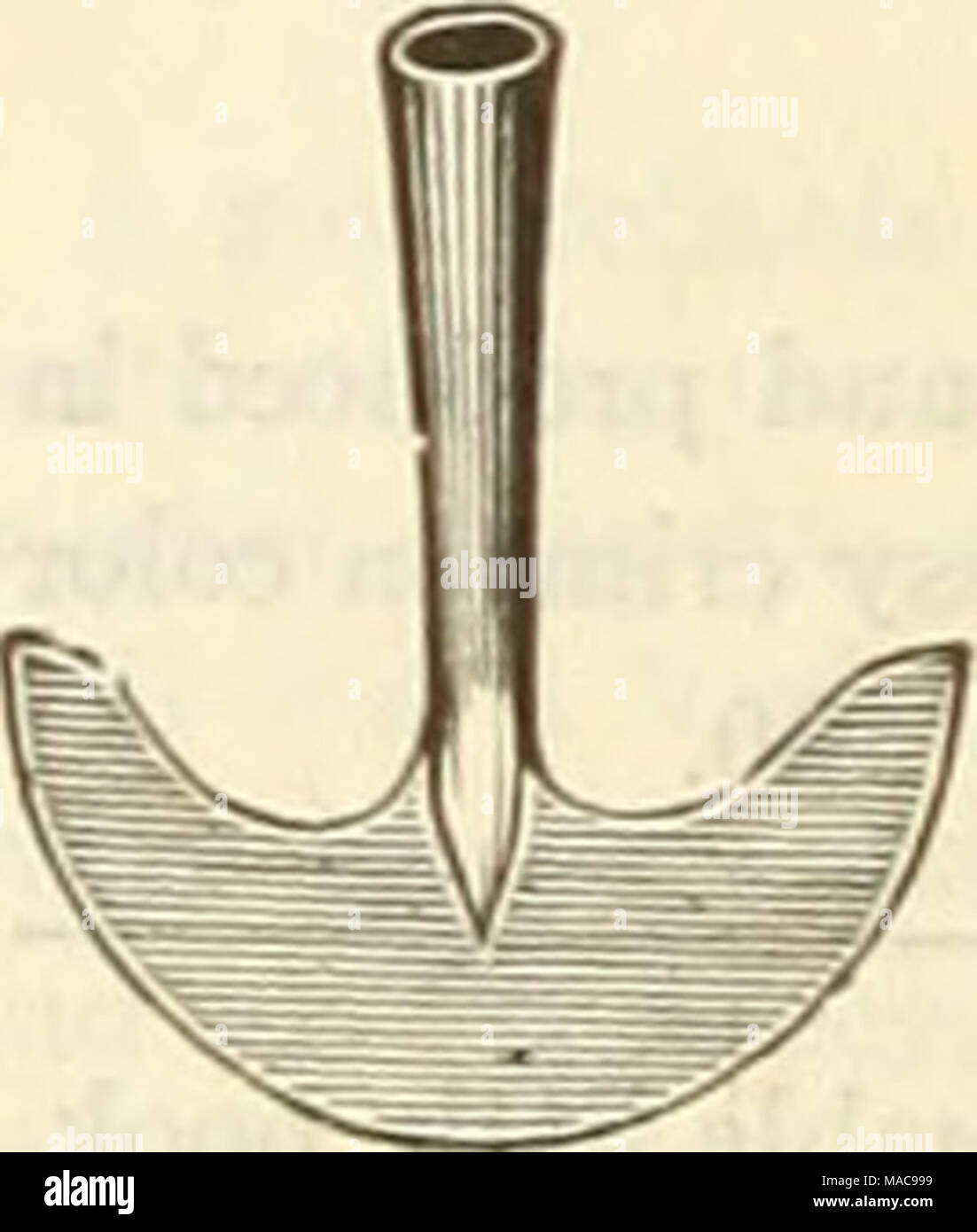 . Dreer est milieu de l'été 1925 liste des . Bordure d'herbe Couteau (56) Céleri blanchisseur. Le renflouement de blanchiment Céleri Tubes sont ma e de papier imperméabilisé. Avec eux très tôt le céleri peut être eu pour la table rince ils peuvent être pla. ed tout moment les plantes sont suffisamment grandes. Libre circulation de l'air dans les tubes garde les plantes en bon état, même en eau chaude ou humide. Nettoyer le céleri ainsi obtenu plus de rembourse le coût, en particulier pour l'utilisation privée. Douzaine de centaines de milliers de 6 x 12 pouces $0 45 S3 00 S26 00 6j x 13 pouces 503 50 32 50 7 x 14 pouces 554 00 35 00 lors de la pose de tubes de blanchiment de céleri Banque D'Images