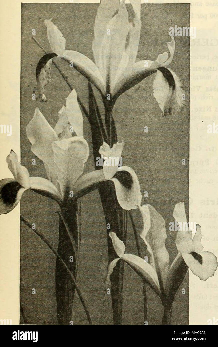 . Dreer est milieu de l'été 1925 liste des . Iris espagnol Fritillaria Meleagris (tête du serpent ou fleur de pintade). Un élégant espèces, passant de 10 à 18 pouces de haut, en retombant curieux printemps fleurs en forme de cloche, dont la plupart sont très bizarrement, plusieurs étant marquée et éclaboussé à damier blanc et violet, crème et marron, etc., etc. parfaitement hardy et splendide pour naturaliser, en particulier dans les endroits semi-ombragés. Différentes couleurs, 70 cts. par doz. ; 5,00 $ par 100 $ ; 45,00 pour 1000. Funkia (Hosta) Le Lys Plantain sont parmi les plantes les plus faciles à gérer ; leur large feuillage massif rend Banque D'Images