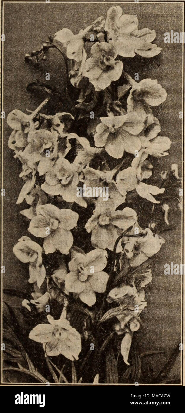 . Dreer's Liste des prix de gros / Henry A. Dreer. . Le DELPHINIUM BELLADONNA Choix Delphiniums hybrides. Amos Perry. Fleurs semi-doubles d'un rose mauve riche rincée avec sky-bleu ; con- spicuous œil noir. 25 cents chacun ; 2,50 $ la douzaine ; 20,00 $ par 100. Alfred Henderson. Des pointes de massifs audacieux, riche de lavande rose avec des yeux blancs. 25 cents chacun ; 2,50 $ la douzaine ; 20,00 $ par 100. Belladonna. Le plus libre de tous, jamais hors de la floraison. Belles fleurs bleu turquoise. 15 cents chacun ; 1,50 $ la douzaine ; 12,00 $ par 100. Carmen. Grandes fleurs individuelles, Gentiane profonde-bleu ; les petits pétales dans le centre, de prune rose Banque D'Images