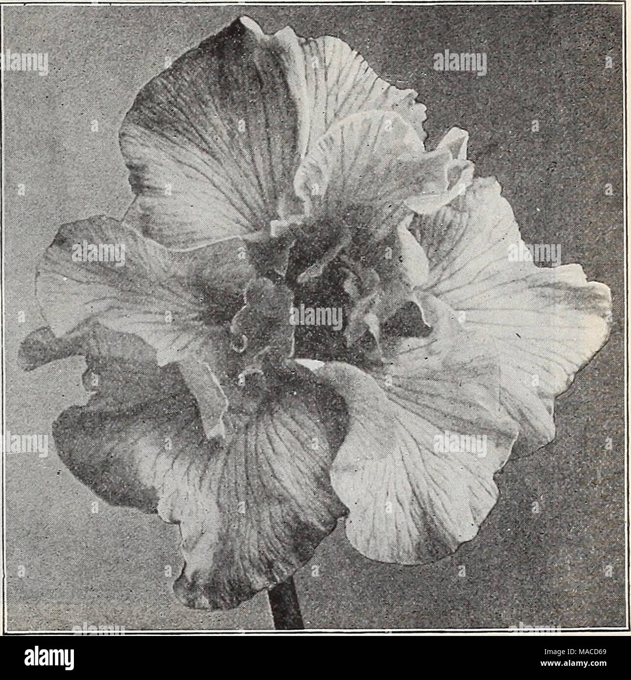 . Dreer's Liste des prix de gros : les ampoules pour les fleuristes, plantes à graines de fleurs fleuristes fleuristes pour les légumes et les semences de graminées, engrais, insecticides, outils divers, etc . IRIS JAPONAIS Iris japonais unique. Très grandes fleurs, artistiques, avec trois pétales. N° 1. Iso-no-NAMI. Veiné blanc argenté, tout au long de avec violet. 6. Ce jour-dogu. Violet Violet-riche. 11. Hano-no-nishiki. Violet clair Violet, avec veines blanches. 12. Shippo. Lilas clair, densément veiné de pourpre. 14. Shishi-ikarf. Fond blanc, densément veiné pourpre foncé. 15. Gekka-no-NAMI. Très tôt un blanc pur. 43. Shl-un =ryo. Rez Banque D'Images