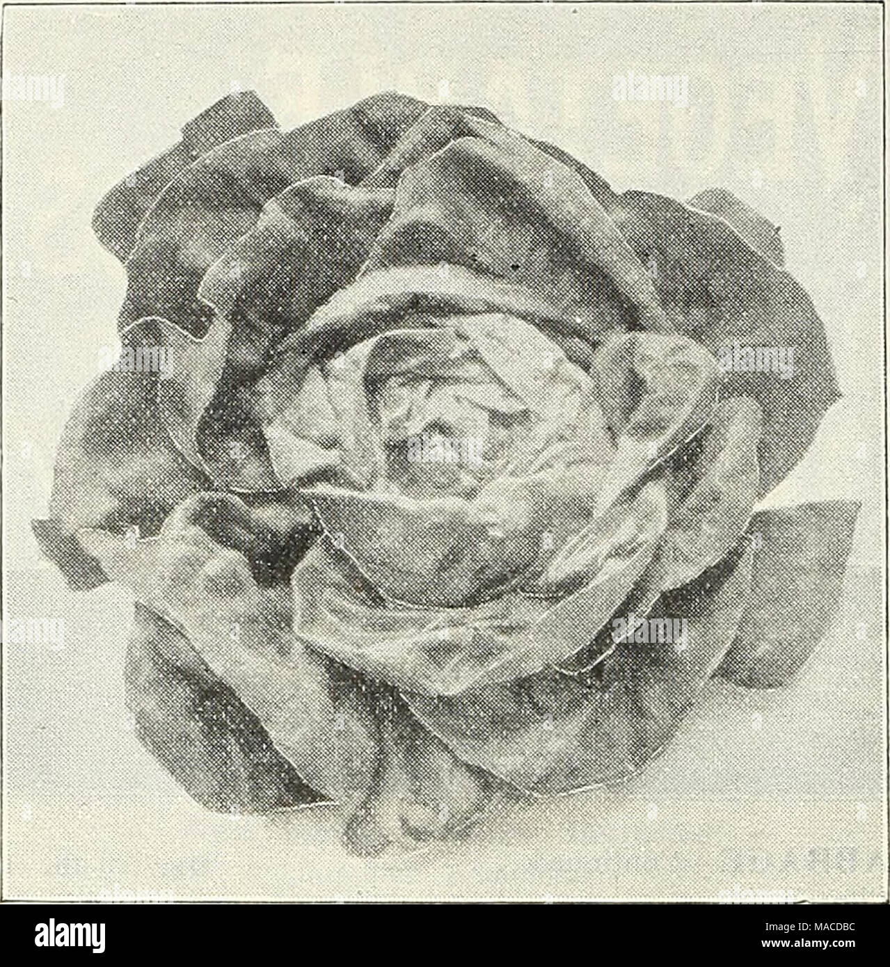 . Dreer's Liste des prix de gros : semences de légumes plantes fleuristes semences, outils, engrais, matériel divers, etc . DREER DIACRE S AMÉLIORATION DE LA LAITUE SALADE DE MAÏS. De grandes têtes de Oz. 5 CRESS, poivre ou =Grass. Très gondolé de cresson 5 25 EGO PLANTE. Début de la beauté noire. V2 oz., 25 cts 45 Mew York améliorée. La souche sélectionnée (Dreer .... Début 25 15 Violet longue endive. Bordée de géant. Best variété . Blanc froissé vert sapin gondolé . batave K =lb. Lb. $015 $040 35 250 60 600 J S5 50 60 35 35 3° KALE CHOU FRISÉ. Dreer's Imperial. Depuis longtemps, certains livres ; 5 ; 2,75 $ Vert Nain allemand gondolé . Banque D'Images