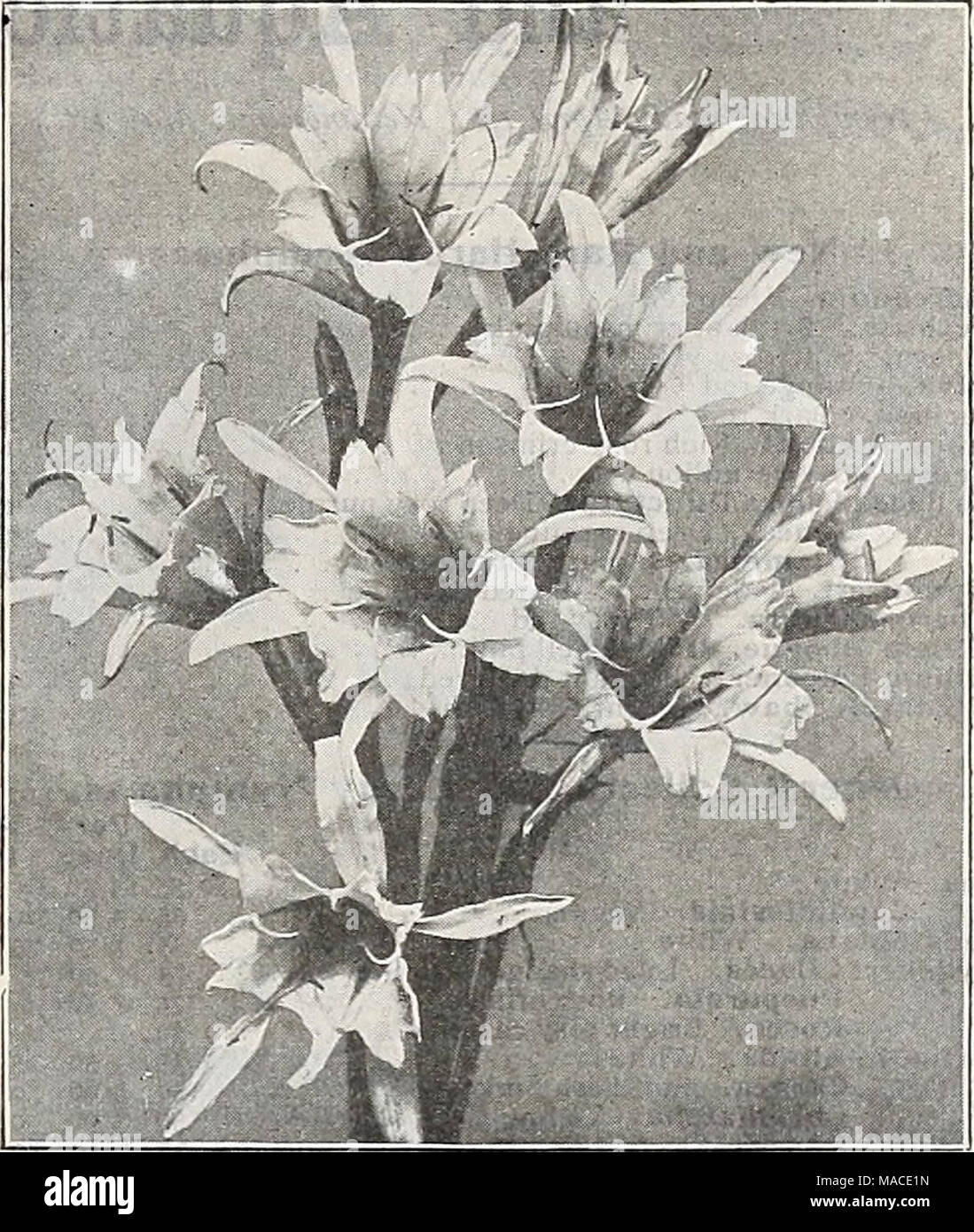 . Dreer's Liste des prix de gros : semences de légumes plantes fleuristes semences, outils, engrais et matériel divers . ISMENE. CALATHINA Liliums. Par douz. Par 100 aurata. 8 à 9 de 0 $ 80 $.s 50 " 9 à n dans 1 258 00 " 11 à 13 de 200 15 00 Speciosum, Album 8 à 9. en 1007 50 circum roseum, 8 à 9 in. " .... 856 00 " " 9 à 11 in. " .... 1 25 8 co » Melpomene, 8 à 9 in. " .... 100 750 Tigrinum (Tiger Lilly) 402 5° »,j, Flore Plena (Double) . ... 604 °° Hadeira Vine. Des racines solides 3° 2 00 Milla. Biflora 35250 Montbretias. L'ensemble de ces ar Banque D'Images