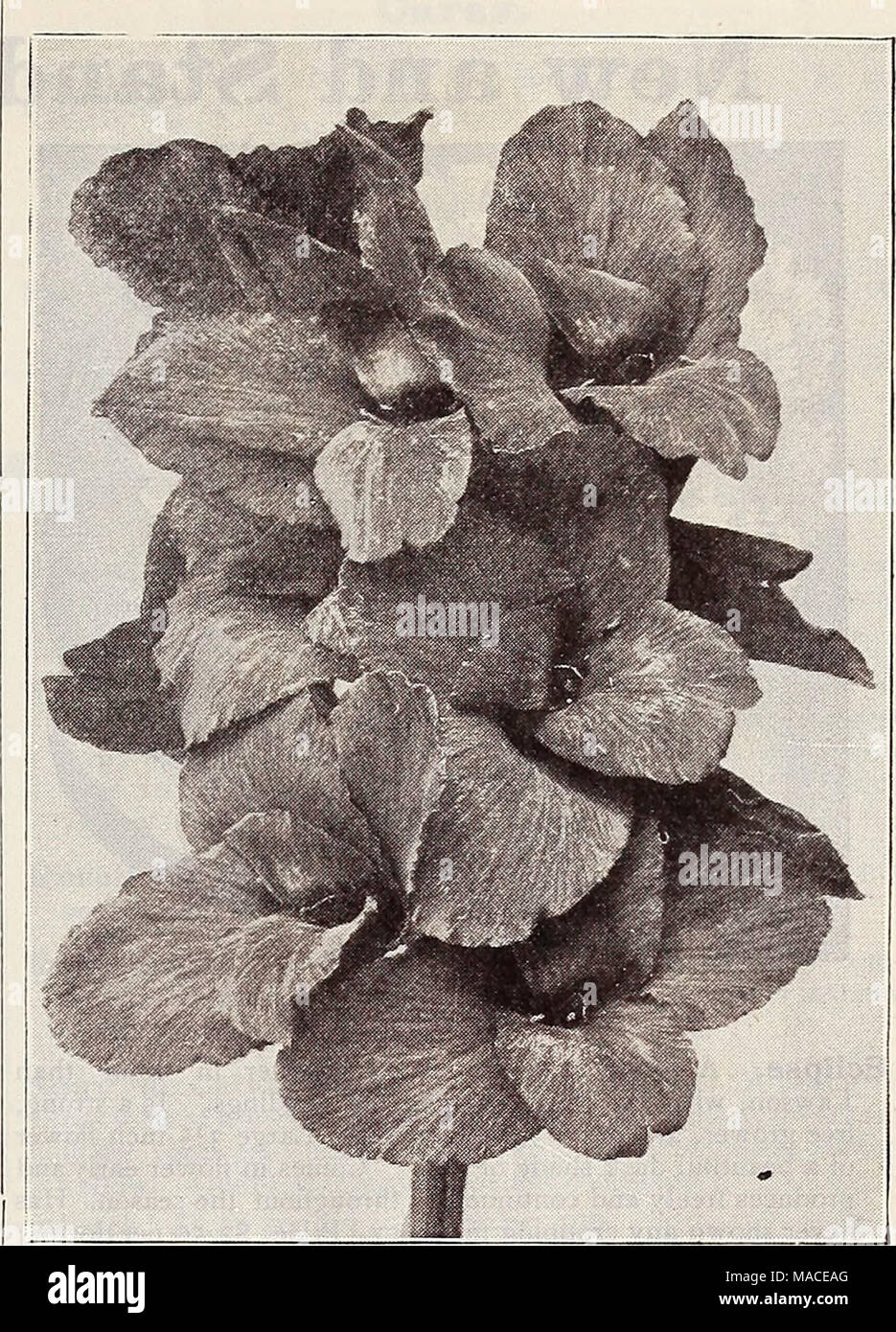 . Dreer's Liste des prix de gros : graines plantes bulbes de natation, etc. des semences, outils, engrais, matériel divers, etc . CANNA. Mme. KATE Choix GRIS Cannas Standard. Remarque.. - Les prix ci-dessous sont pour les racines livrés avant le 1 er mai, après quoi les plantes en pot sera fourni à l'avance un uniforme de 1 $/j00. Par douz. Par 100 Alphonse Bouvier. Crimson ; 6 pieds . 50 $ 4 $ 00 l'Alsace. Le soufre blanc ; 4^ 50 400 pieds Beaute poitevine. Scar, pourpre brillant- let, la meilleure variété de couleur, de 3 à 3 pieds 50^ 400 Buttercup. Finest jaune, 3 ft 755 00 cinabre. Le cinabre rouge, jaune, tranchant 4^ ft. Banque D'Images