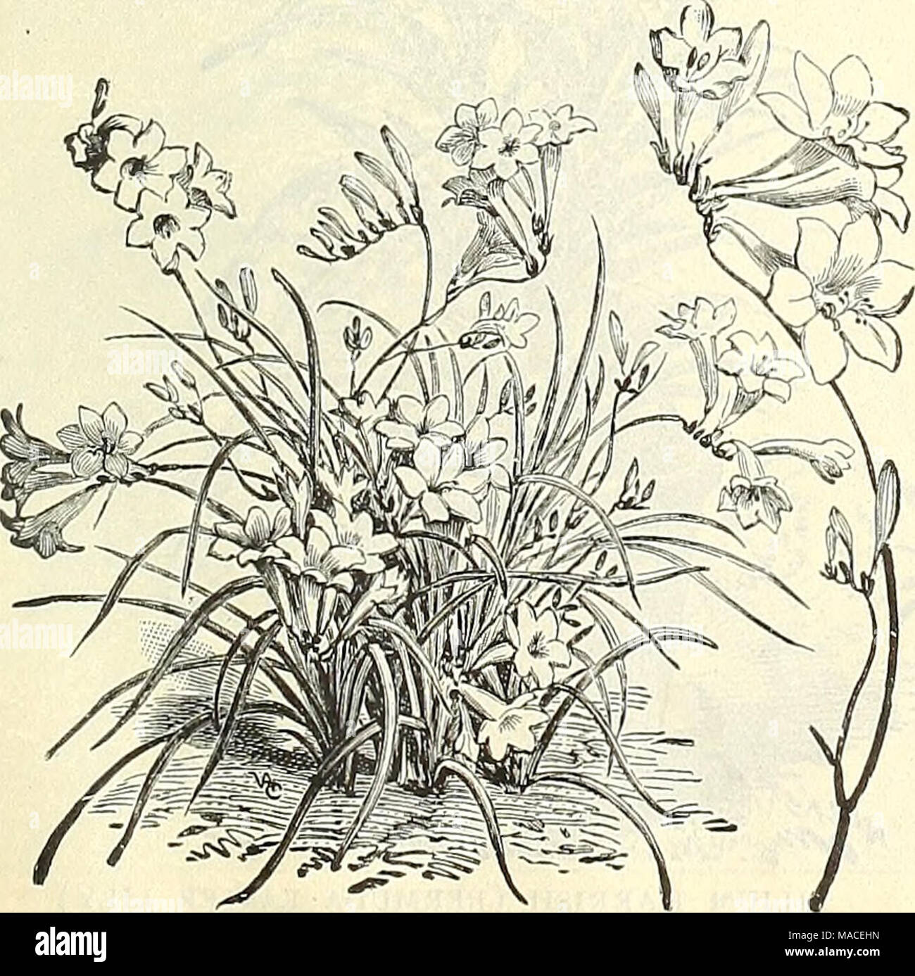 10 x Freesia bulbes Jaune Jardin Fleurs de printemps usine de janvier à juin Floral