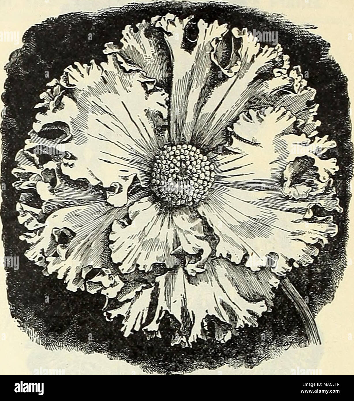 . Dreer's Liste des prix de gros pour 1903 : graines de fleurs, plantes ampoules outils, engrais, insecticides, matériel divers, etc . Bégonia, DUC ZEPPELIN PLUMEUSE Plumeuse Tuberous-Rooted NOUVEAUX BÉGONIAS bégonias. Plus d'un formulaire unique, à très grandes fleurs simples qui sont tout à fait distinctes, les pétales sont ondulés et magnifiquement en stretch sur les bords similaire à la nouvelles formes de pétunias. Ampoules forte, 25 cents chacun ; 2,50 $ la douzaine. De nouveaux hybrides bégonias Tuberous-Rooted. Duc Zeppelin et Lafayette. Au cours de l'été dernier un lit, 8 pieds de largeur par 100 pieds de long, dans une position semi-ombragée dans notre pépinière, planté wi Banque D'Images