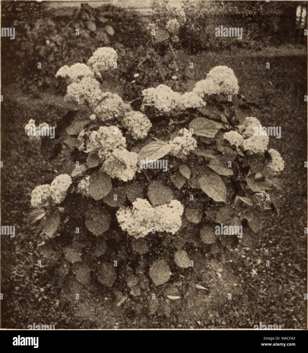 . Dreer's Liste des prix de gros / Henry A. Dreer. . L'Hydrangea arborescens grandiflora pouces hiKh douz. Par 100 Abelia Chinensis Grandiflorum pot cultivé $200 $1500 Aithea Plena Alba - 36175 Atropurpurea 36175 Plena Plena Coerulea 36175 duchesse de Brabant Flamand 36 175 Jeanne D'Arc ... 36175 Purpurea Folia Variegata â . 24 1 75 24 1 75 Totus Albus Violacea plena, semi-36175 Amorpha fruticosa 36 175 0,30 200 Aralia Pentaphylla est berbère Thunbergii 18 à 24 1 75 24 75 1 Vulgaris Purpurea Buddleya Variabilis Veitchiana pot cultivé 200 Liriodendron tulipifera 36 1 75 1 36 Cephalanthus occidentalis Banque D'Images