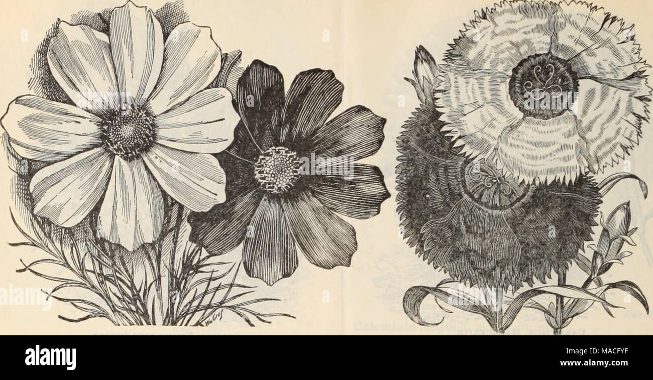 . Dreer's Liste des prix de gros / Henry A. Dreer. . Cosmos. DiANTHDS "Crimson, Belle," "Eastkbn Quekn." Centrosema grandiflora, grimpeur. . Cerastium tomentosum, neige) SuJiimer [itz chrysanthème, mixte unique annuelle annuelle double Caméléon frangé, .... mixtes inodorum plenissimum, double blanc . frulescens grandiflorum (Paris Daisy) grande fleur japonaise triomphe maximum,7 ?Â" ? Plante vivace Cineraria hybrida choix mixte, tall") très hybrida choix mixte, dwarf . J'amende, hybrida, Dreer's Prize, tall "(les meilleurs souches » » »/ nain offert hybri Banque D'Images