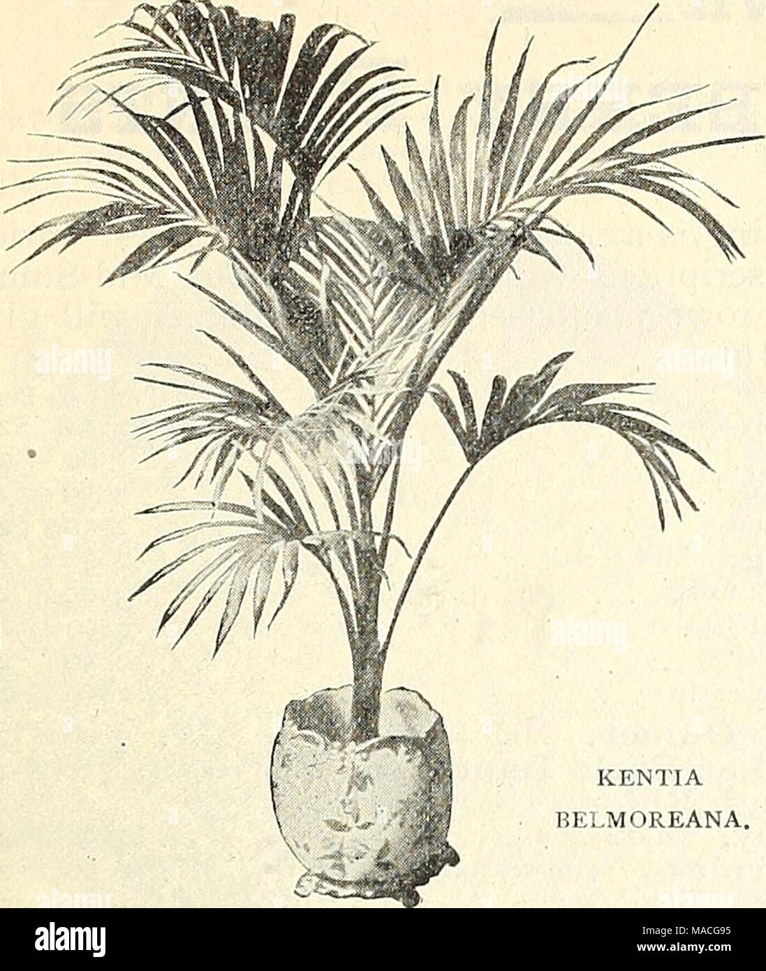 . Dreer's Liste des prix de gros de l'été 1902 édition Juillet à Août : fleurs et légumes de saison des semences, des engrais, des outils, etc., etc . KENTIA BELMOREANA. Kentia Belmoreana. Par douz. Par 100 pour 1000 2 %- in. des pots, 4 feuilles, 8 à io. en haut $l 50 12 00 100 $ 003 » » » » » 12 à 15 2 50 20 00 180 00 4 5 à 6 " " " 15 à 18 " 4 5Â° 35 00 300 00 5 " '&lt ; 6 " 18 à 20 " " 7 60 00 6 6 à 7 " " " " " 18 à 20 9 00 75 00 Tous par douz. 6 » » » 6 s à 24 $100 ^12 OO 6 Â" Â" 6 &Quot Banque D'Images