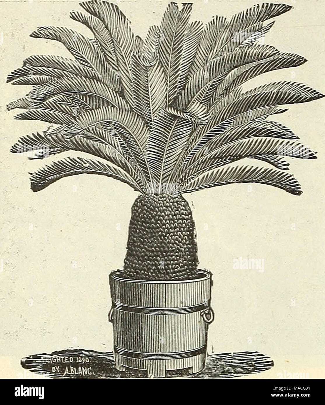 . Dreer's Liste des prix de gros de l'été 1902 édition Juillet à Août : fleurs et légumes de saison des semences, des engrais, des outils, etc., etc . CYCAS REVOLUTA. Clivia miniatum. Forte amende, les plantes en pot de 6 pouces ?, à partir d'une souche de semences select- lings. 50 cts. Chaque ; 5,00 $ la douzaine. Crotons. Nous vous proposons une sélection de 12 variétés de choix dans 3 pots. S2.00 par douzaine ; 15,00 $ par 100. Cyanophyllum Magnificum. L'un des plus grands sex-chambre des plantes décoratives en culture, largement ovées quitte de I à 2)4 pieds de long et de 9 à 12 pouces de large, disposées régulièrement de part et d'autre de l'usine. La partie supérieure Banque D'Images