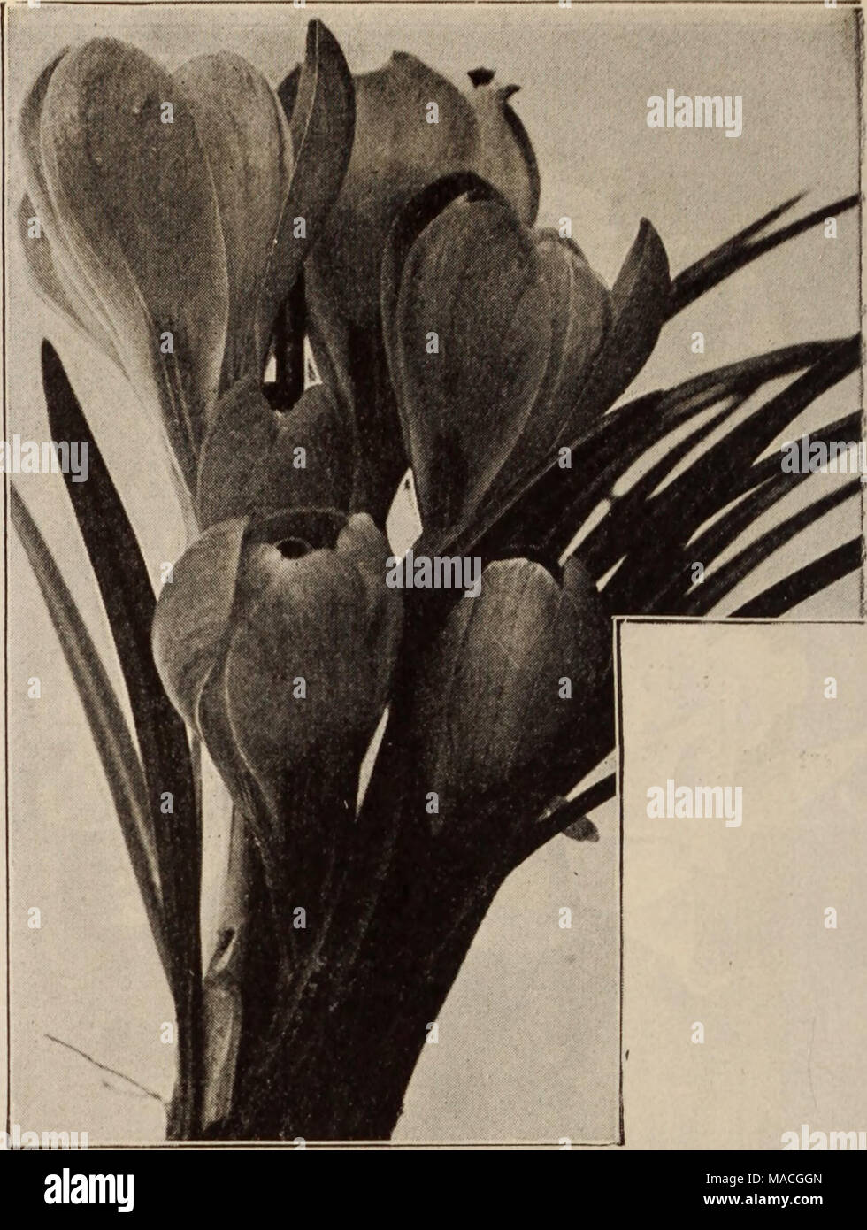 . Dreer's Liste des prix de gros / Henry A. Dreer. . Crocus Crocus nommé géant. Bien que principalement utilisé pour la plantation à l'extérieur, ils peuvent être utilisés pour la culture en pot (les variétés nommées sont les meilleures pour cet usage) et trouver la vente dans le mois du début du printemps. Bulbes de bonne taille sont rares cette saison. Nous avons uniquement importer un haut grade. Crocus nommé mammouth. Ces ampoules sont plus grandes et plus fortes que les mélanges et excep- tionnelle des fleurs, et en conséquence doit être utilisé si voulu ou dans des pots pour plantation en plein air où les meilleurs effets sont désirés. Par 100 par 1000 Drap d'or. Veine, jaune Banque D'Images