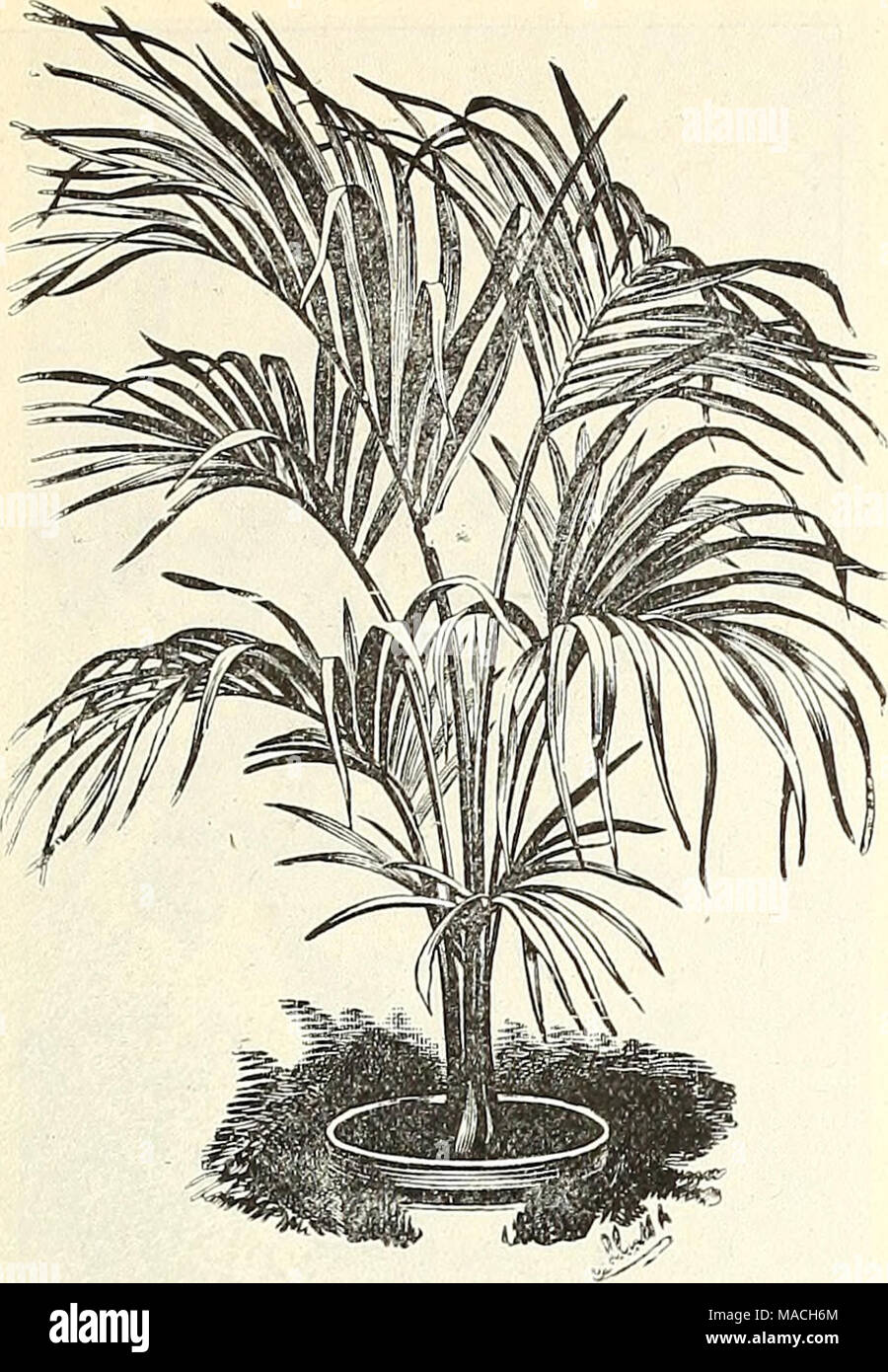 . Dreer's Liste des prix de gros : des outils, des engrais, des insecticides, des articles divers, etc . KENTIA BELMOREANA. Kentia Belmoreana. En pots.. Les feuilles. La hauteur. Par douz. Par 100 pour 1000 3 4 4 5 5 à 6 IO pour 12 in. 12 à 15 " 15 " M 50 2 50 4 5o chaque $1 25 1 50 2 2 50 4 00 OO 6 24 à 28 28 à 30 6 » » 6 à 7 30 à 32 " 6 à 7 34 à 36 7 36 4 " " les plantes en pot, 18 pouces de haut, 60 cents chacun. 3 à 4 plants dans un pot, bien meublé, 3^ pied haut, 4 $ chacun. 12 00 20 35 00 OO par douz. # 15 00 18 30 24 OO OO OO 48 OO OO JE 80 IOO 5OO Kentia Forsteriana. En pots.. *  % 3 4 5 6 6 Banque D'Images