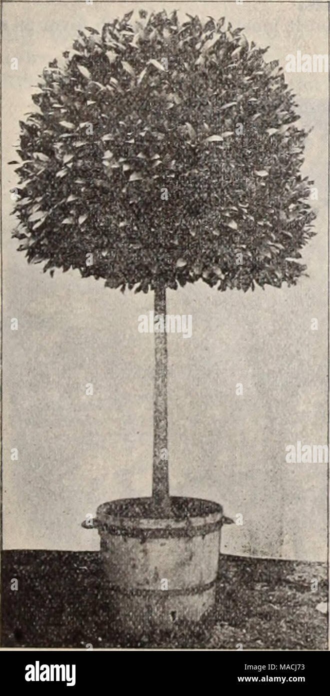 . Dreer's Liste des prix de gros / Henry A. Dreer. . Sbaped-pyramidale de baies. Je vois coupé.) 7 pi. de haut, 32. ios en diam. de 8 " 36 " 40 " 8 » » le, effilé à un point, 10 $ 00 . 12 00 . 15 Norme 00 ou baie en forme de Tbee. Pilier conique ou baies. Ils diffèrent des pyramides, à avoir un sommet arrondi, très efficace et assez rare. 9 m de hauteur, 36 cm de diam. à la base, 12 cm en haut, .. 25 00 8 54 30 " " " " ... 4000 Boxuuood les arbres. Norme ou arbre fort. Ces spécimens sont formés avec élégance. 7 pots de 81 cm, 26 à 28 pouces de haut, avec des couronnes, 12 Banque D'Images