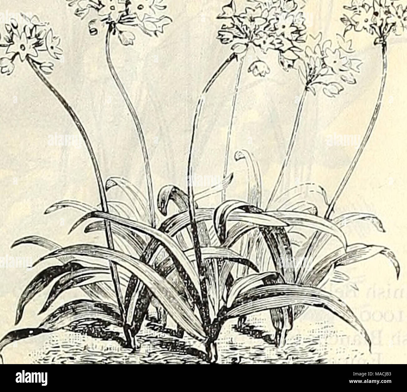 Allium V Banque D Image Et Photos Alamy