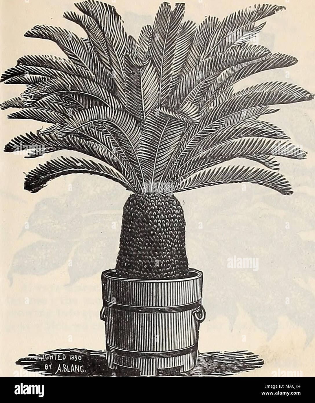 . Dreer's Liste des prix de gros édition d'été de juillet à août 1900 de fleurs et de légumes de saison : semences, engrais, outils, etc., etc . Cycas revoluta. Carex japonica variegata. Un nouveau gazon japonais gracieux avec son feuillage vert bordé de blanc. 75 cts. par doz. ; $6,00 par 100. Olivia Miniatnm. Forte amende, les plantes en pots de 6 pouces, d'une souche de sélectionner des plants. 50 cts. Chaque ; 5,00 $ la douzaine. Crotons. Nous vous proposons une sélection de 12 variétés de choix dans 3 pots. $2.00 par douzaine ; 15,00 $ par 100. Cyperus alternifolius. solide, 3 pots, 75 cts. par doz. ; $6,00 par 100. Cy Banque D'Images