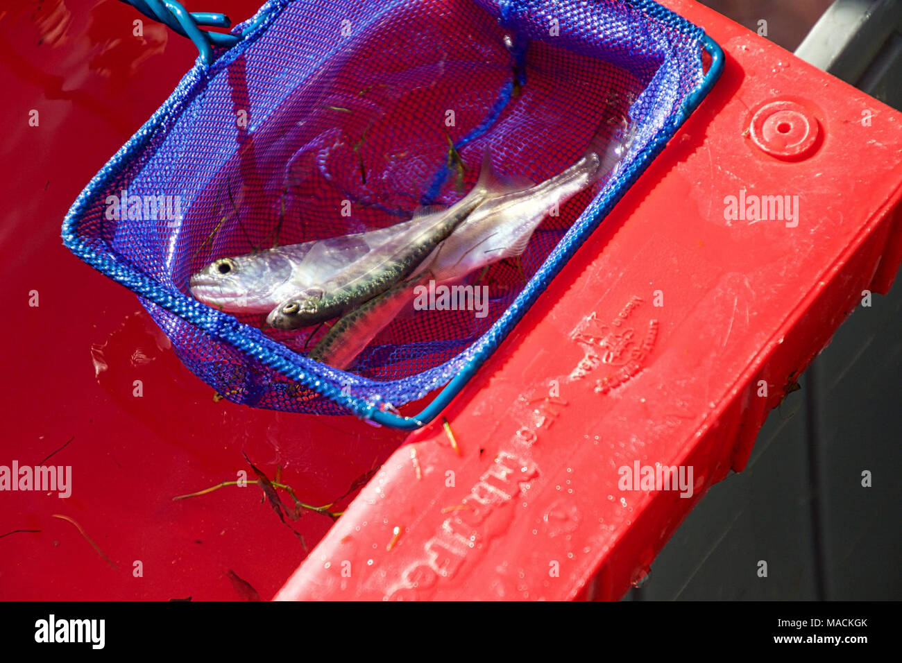 La rivière Sacramento Projet de surveillance des poissons anadromes juvénile à Red Bluff. Une espèce en voie d'exécution échantillonnés au cours de l'hiver du saumon le 6 novembre 2015, les activités de surveillance. Banque D'Images