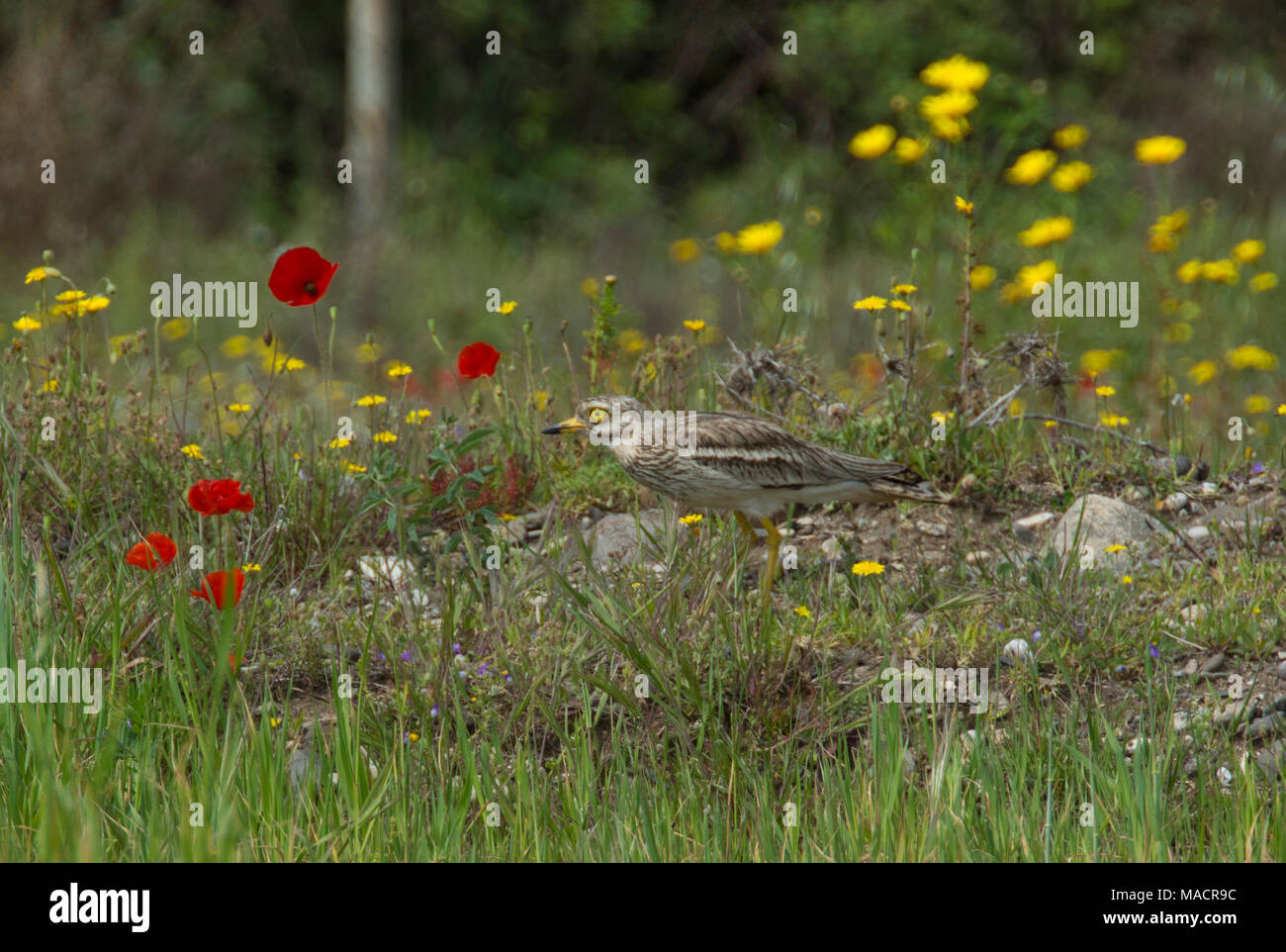 Oedicnème criard (Burhinus eurasienne) oedicnenus Dodécanèse île de Kos Grèce dans un champ de fleurs sauvages au printemps. Banque D'Images