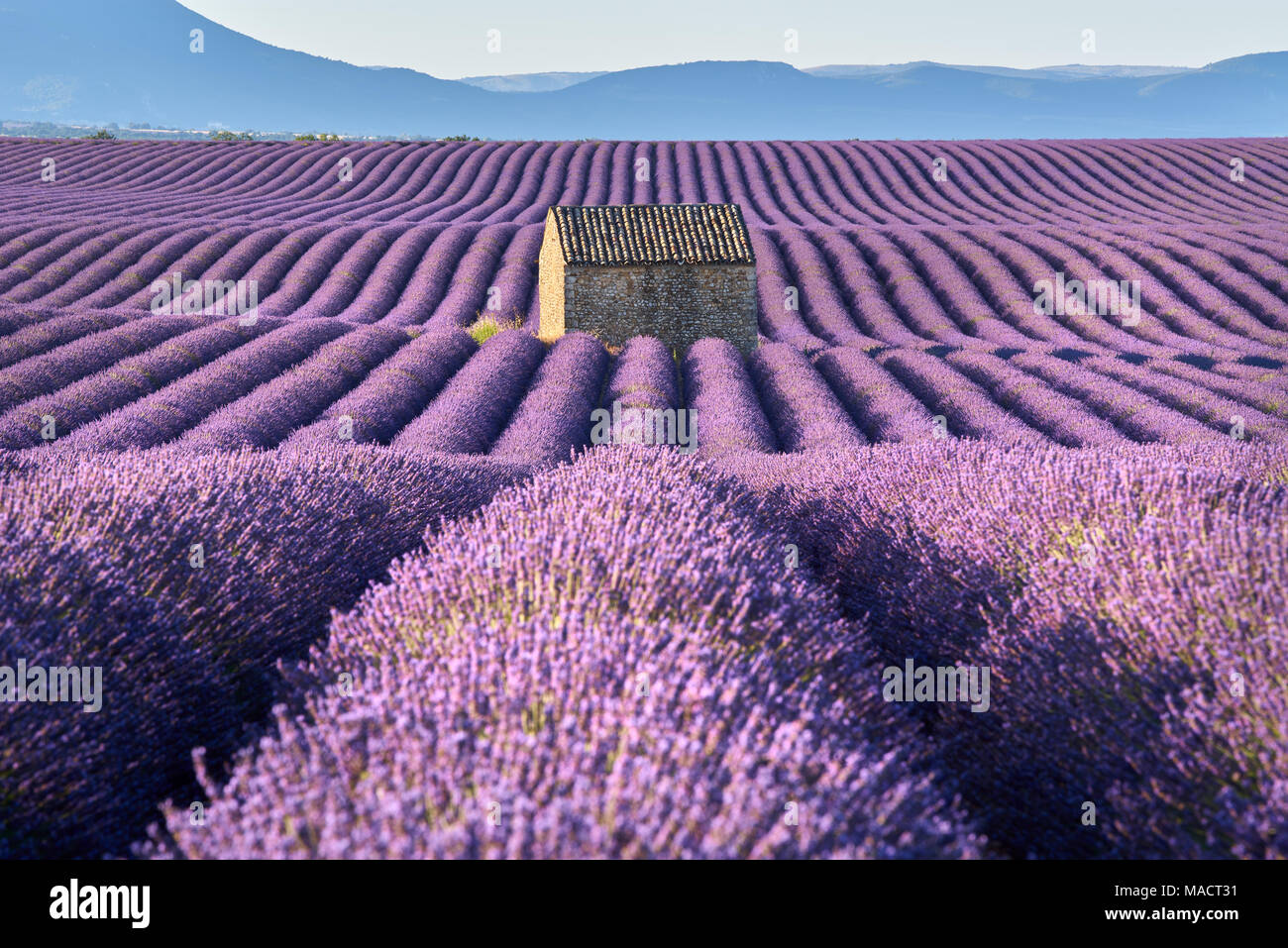 Champs de lavande à Valensole avec maison en pierre à la lumière d'été. Alpes de Haute Provence, France Banque D'Images