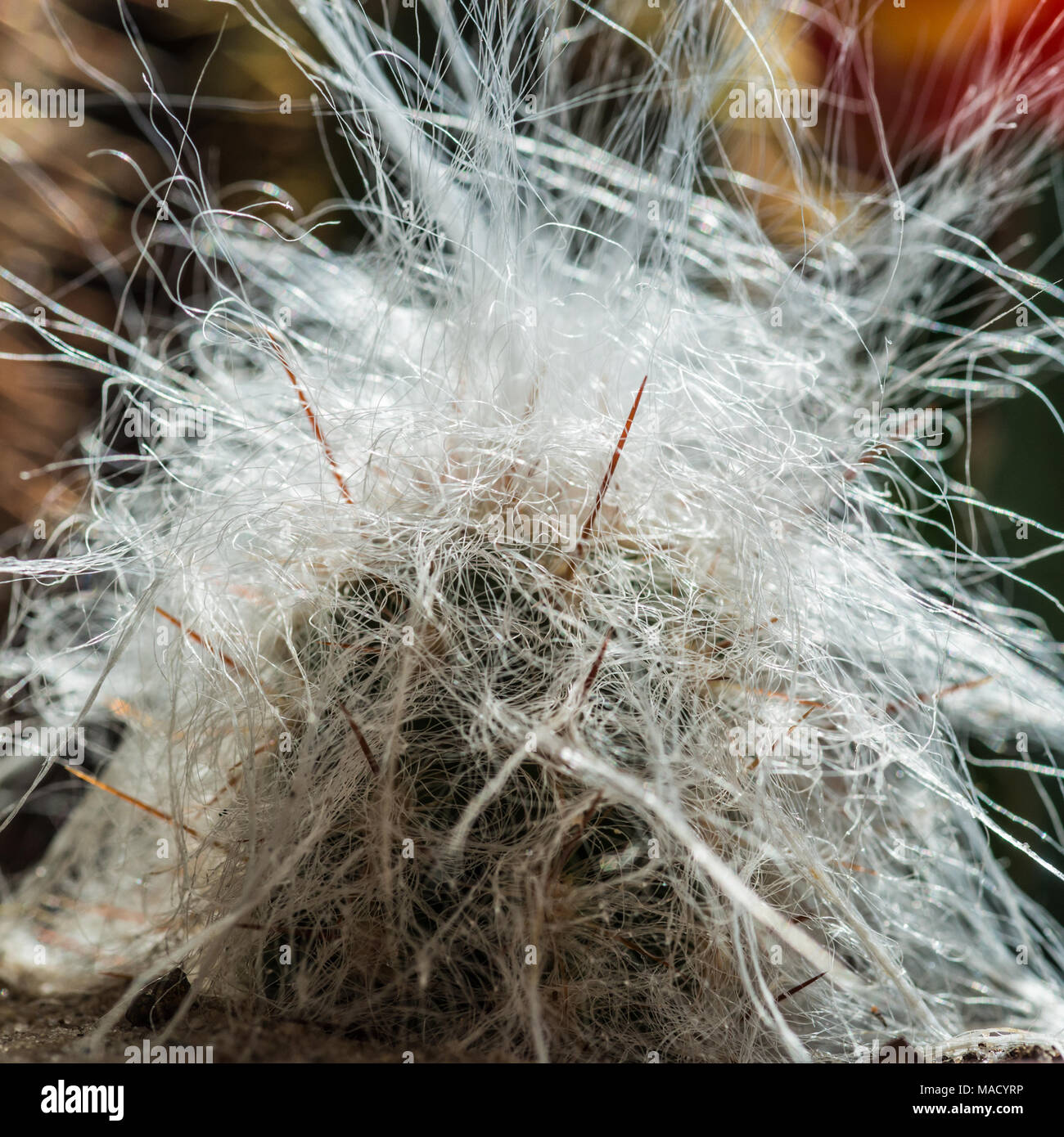 Un plan macro sur un cactus. Banque D'Images