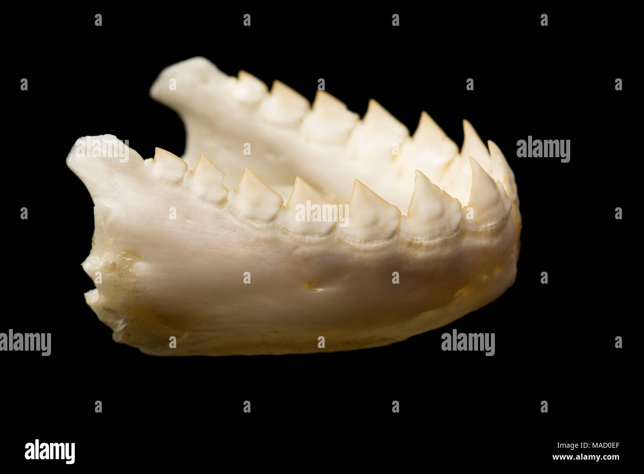 La mâchoire inférieure d'un piranha, poisson noir Serrasalmus rhombeus, montrant les dents triangulaires dentelées, le Suriname, l'Amérique du Sud. Banque D'Images