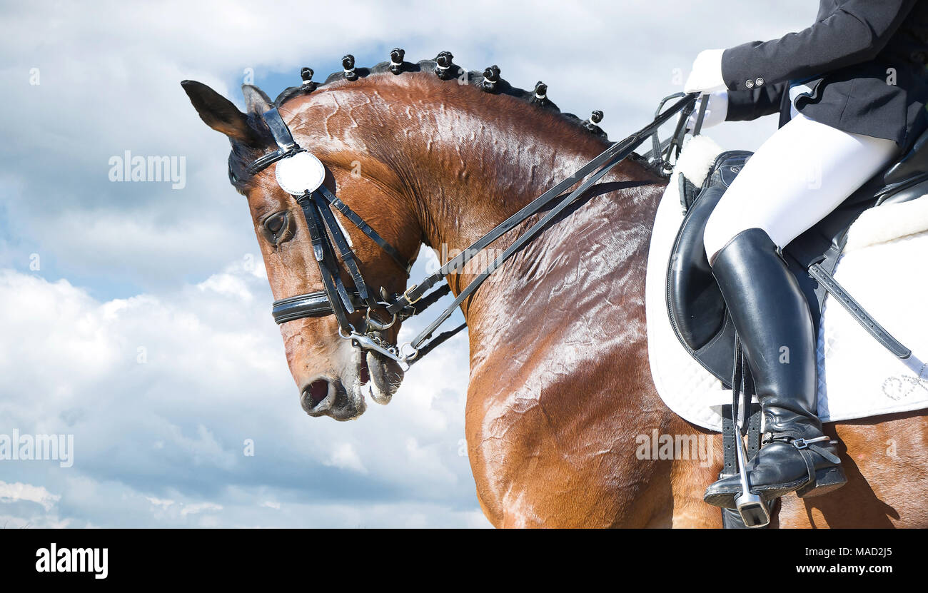 Les sports équestres - dressage chef de l'oseille sur fond nature Banque D'Images