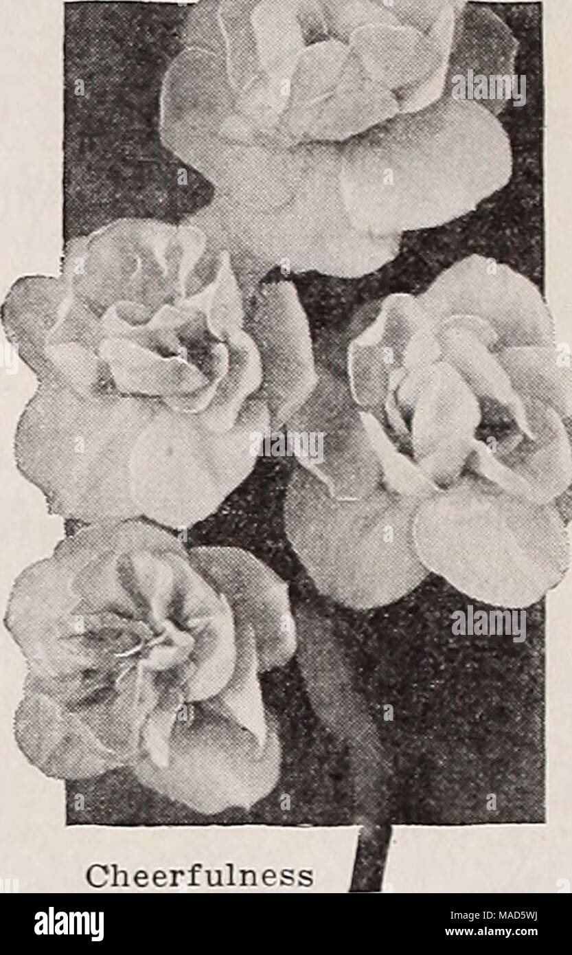 Dreers Wholesale Catalogue Pour Les Fleuristes Automne
