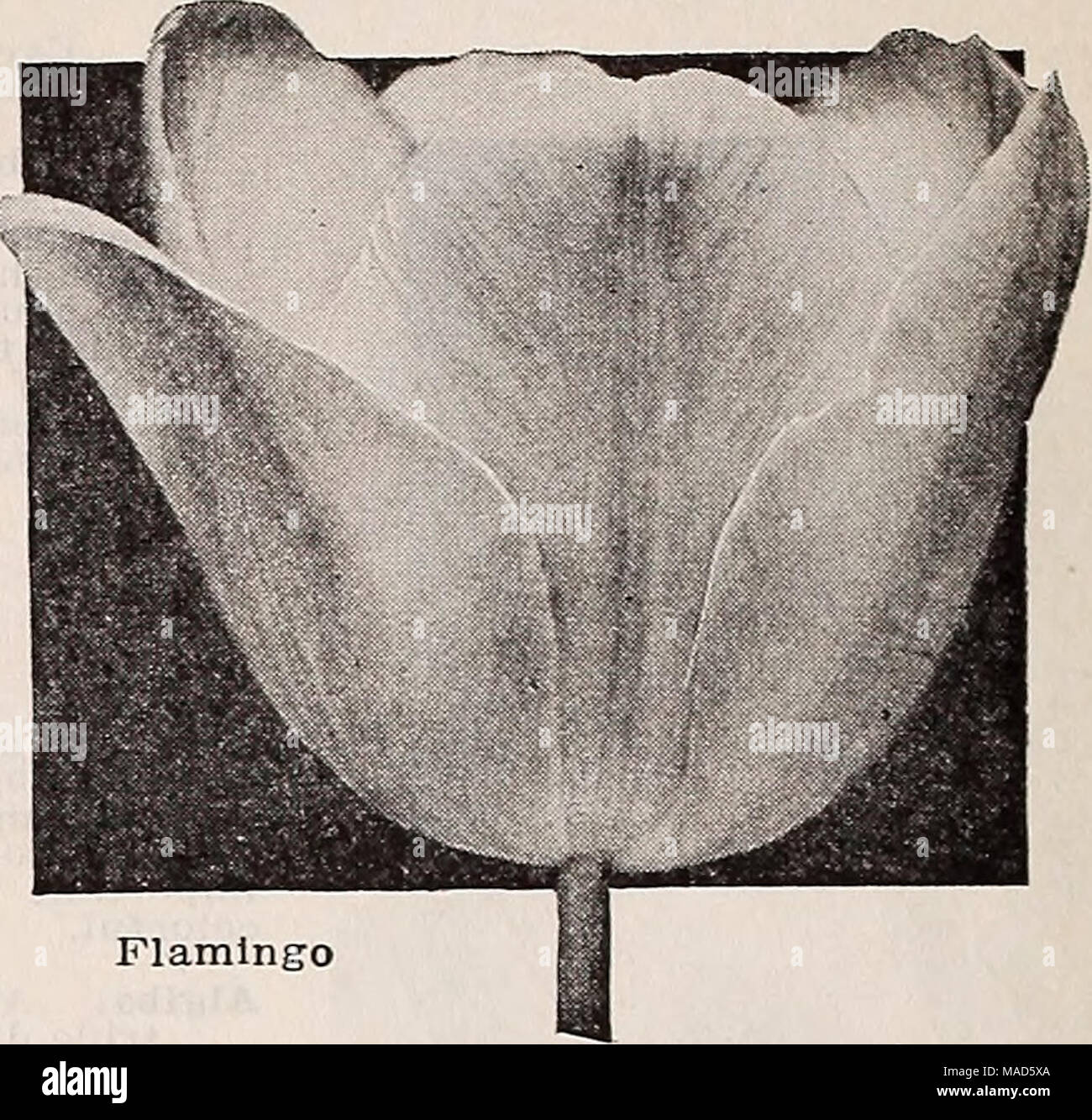 . Dreer's wholesale catalogue pour les fleuristes : automne 1938 edition . Rêve. Lilas fleurs massives héliotrope largrer ananUtles prix spéciaux sur demande sur qnoted riaming Flamingo Soz.'o. Shell délicate de rose 055 Jubilé. Bleu-violet brillant riche, à l'ombre pourpre. L'un des meilleurs sortes sombre... 70 King' G-G eorge C. rouge cerise brillant tTow- ers d'une taille énorme 75- Roi Harold. Rouge acajou foncé 50 Xia France. Rose lumineux blanc avec base 80 Xia Tnlipe Noire (La Tulipe Noire). Le plus sombre de tous, noir-maroon 60 Le Président Taft. Rouge vermillon brillant 80 feux de grande fierté d'Haarlem. Banque D'Images