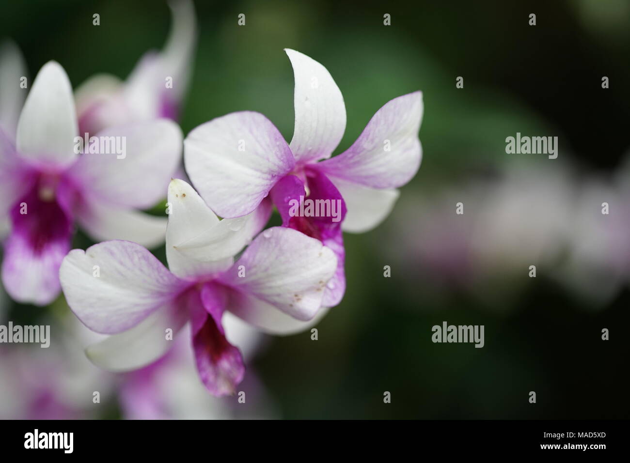 Fleurs orchidée violet et blanc Banque D'Images