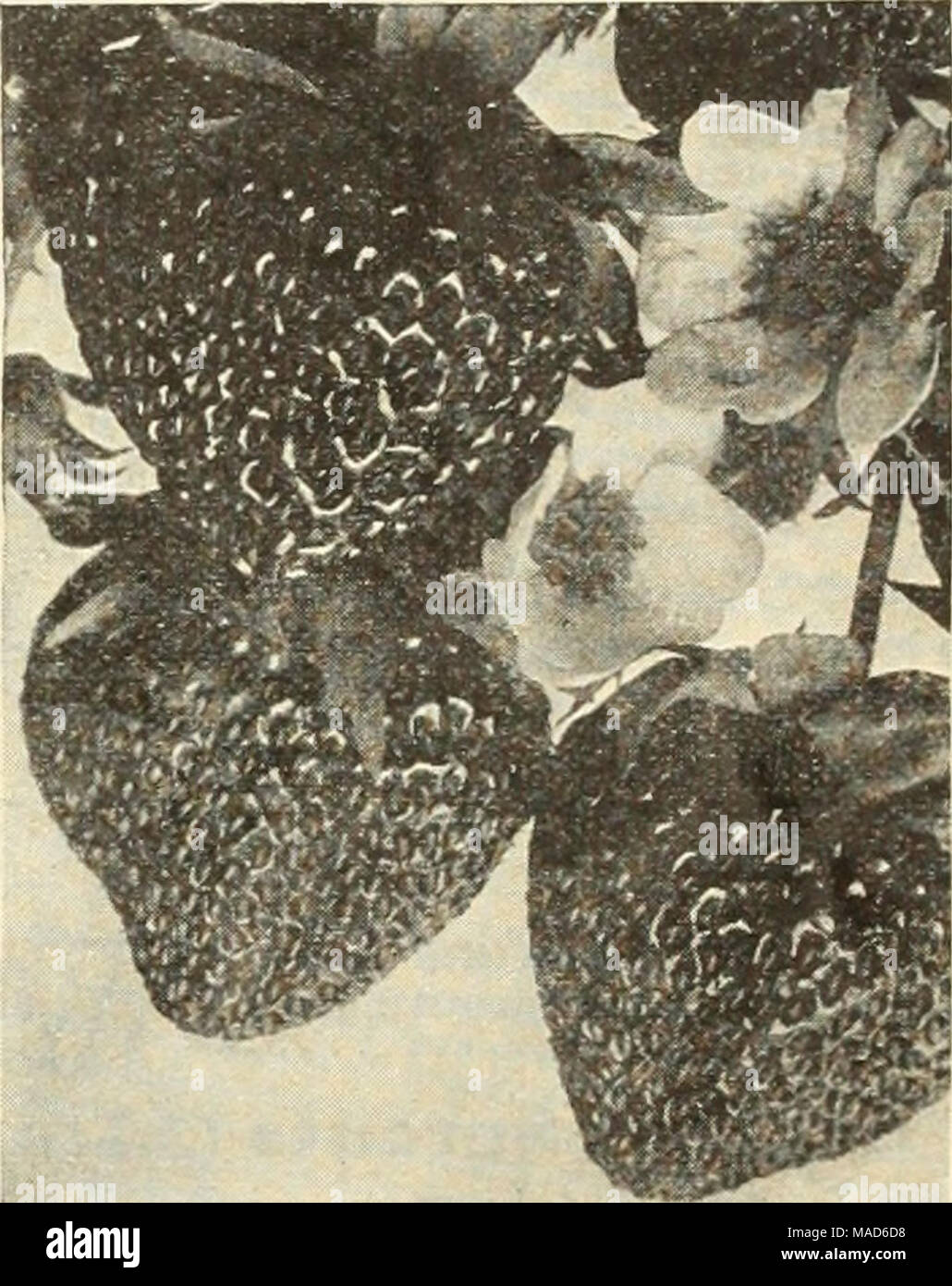 . Dreer's seeds plants bulbes pour la plantation d'été . Mastodon Mastodon Fraises Fraises remontante. remontante.. "La Wonderberry." Le vieux favori étant l'un des plus grands, de plus délicieux, et le plus lourd de tous les rendement remontante. sortes. Il donne à certains des plus beaux de juin sortes pendant leur saison et continue de produire tout au long de l'été et l'automne des baies de taille étonnante et une qualité inégalée. Progressif. Populaire auprès des deux grandes cultures, l'une en juin et une deuxième qui dure tout au long de l'automne. De bonne qualité cependant plus petite que certains d'autres variétés. L'une ou l'autre Banque D'Images