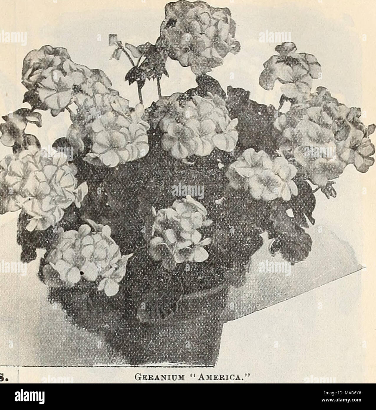 Dreers Quarterly Liste Des Prix De Gros De Semences De