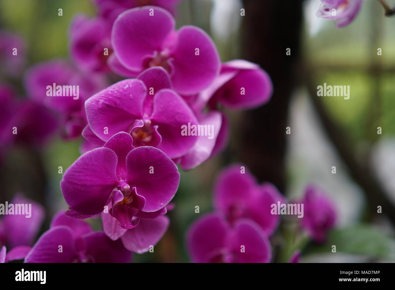 Fleurs orchidée rose Banque D'Images