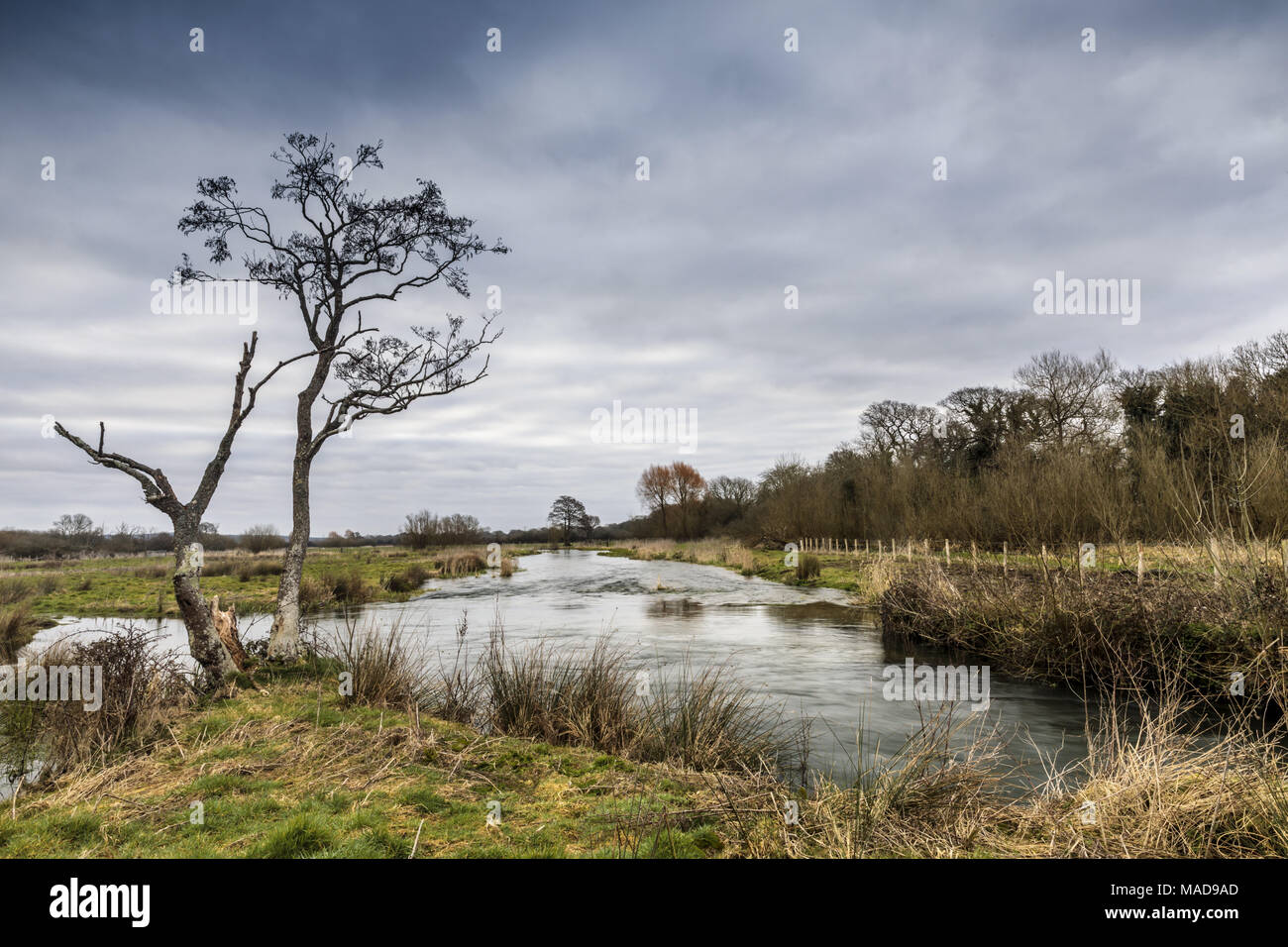 Arbre isolé par la rivière Frome, Lewell Mill Farm, Dorset, UK Banque D'Images