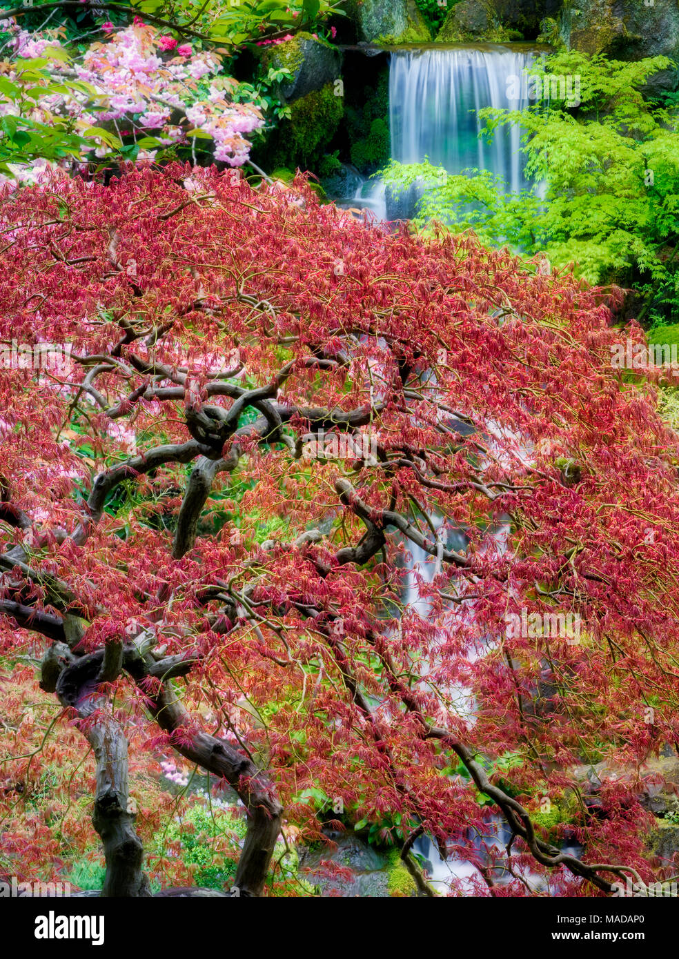 Watrfalls et fleurs de cerisier avec le début de la croissance de l'érable japonais. Portland Oregon, jardins japonais. Banque D'Images