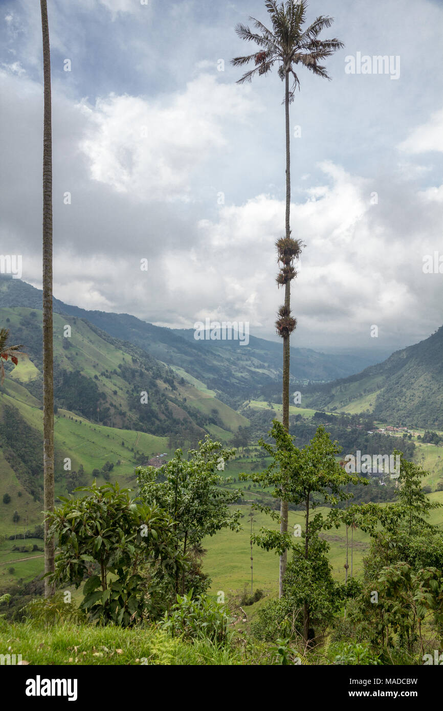 Shot verticale de souligner la hauteur de cire emblématique de la Colombie, de palmiers avec vue sur la vallée de Corcora dans la vallée au-delà des palmiers. Banque D'Images
