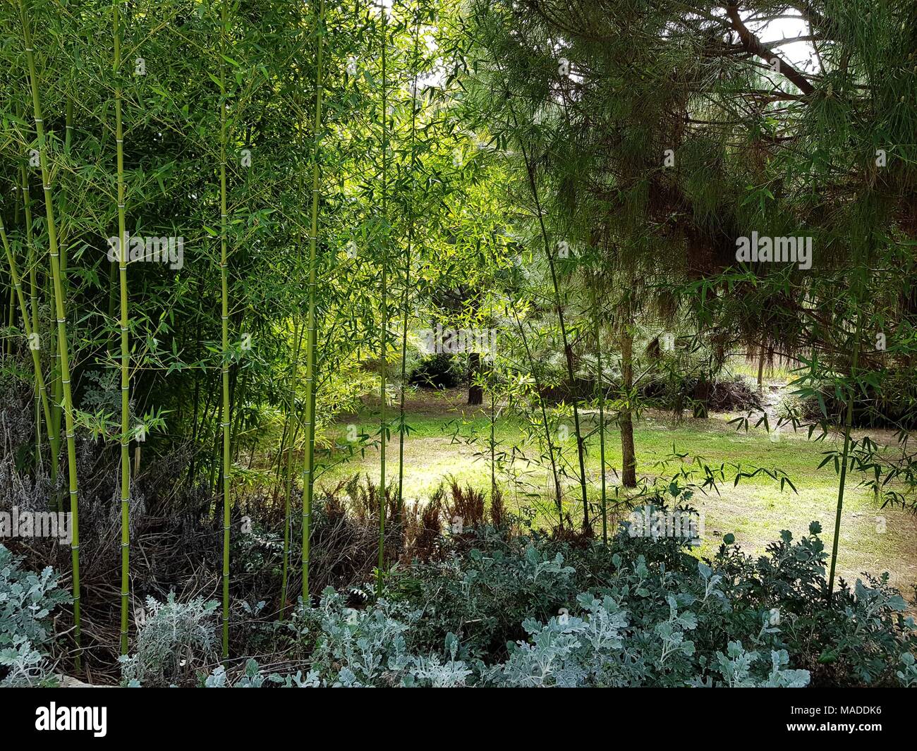 Organique grenadier Banque D'Images