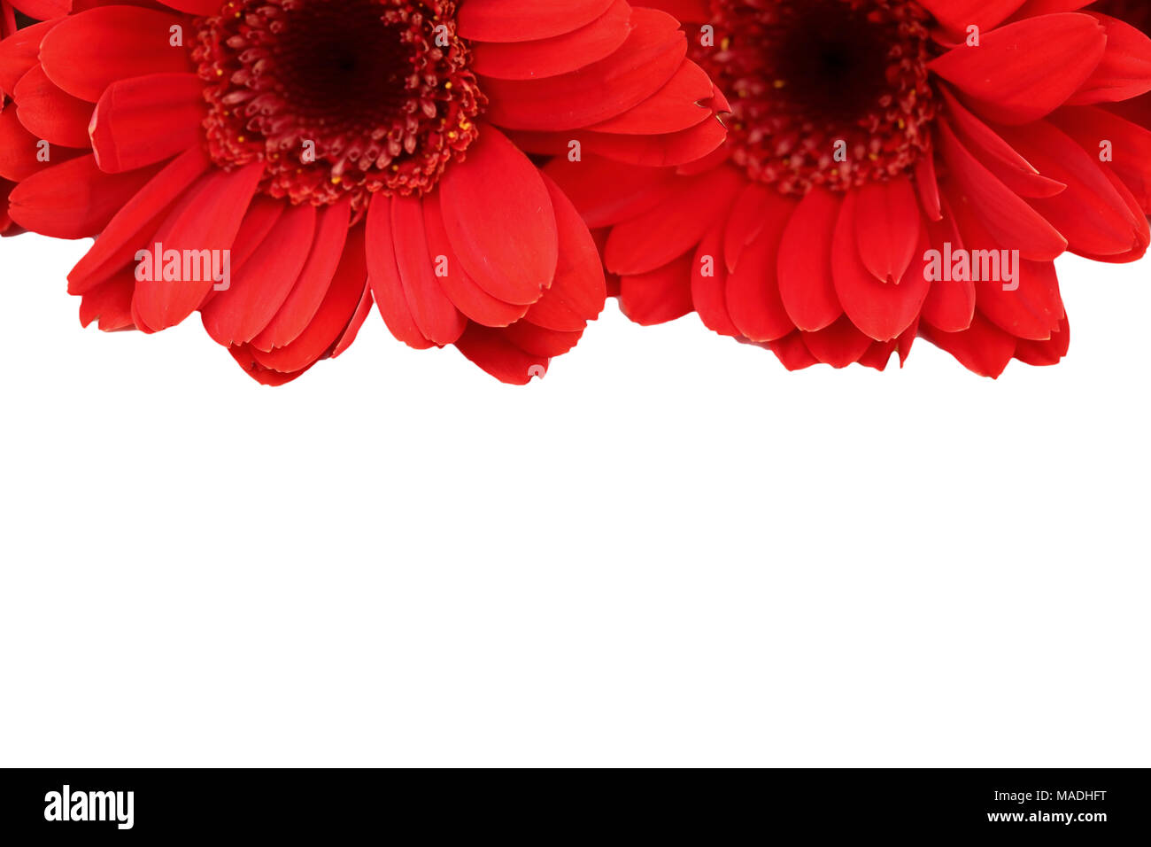 Le Gerbera est une fleur qui se caractérise par de nombreux coraux et plus souvent utilisé par les fleuristes en bouquets comme une fleur à couper parce qu'il est distinctif et grand. Banque D'Images