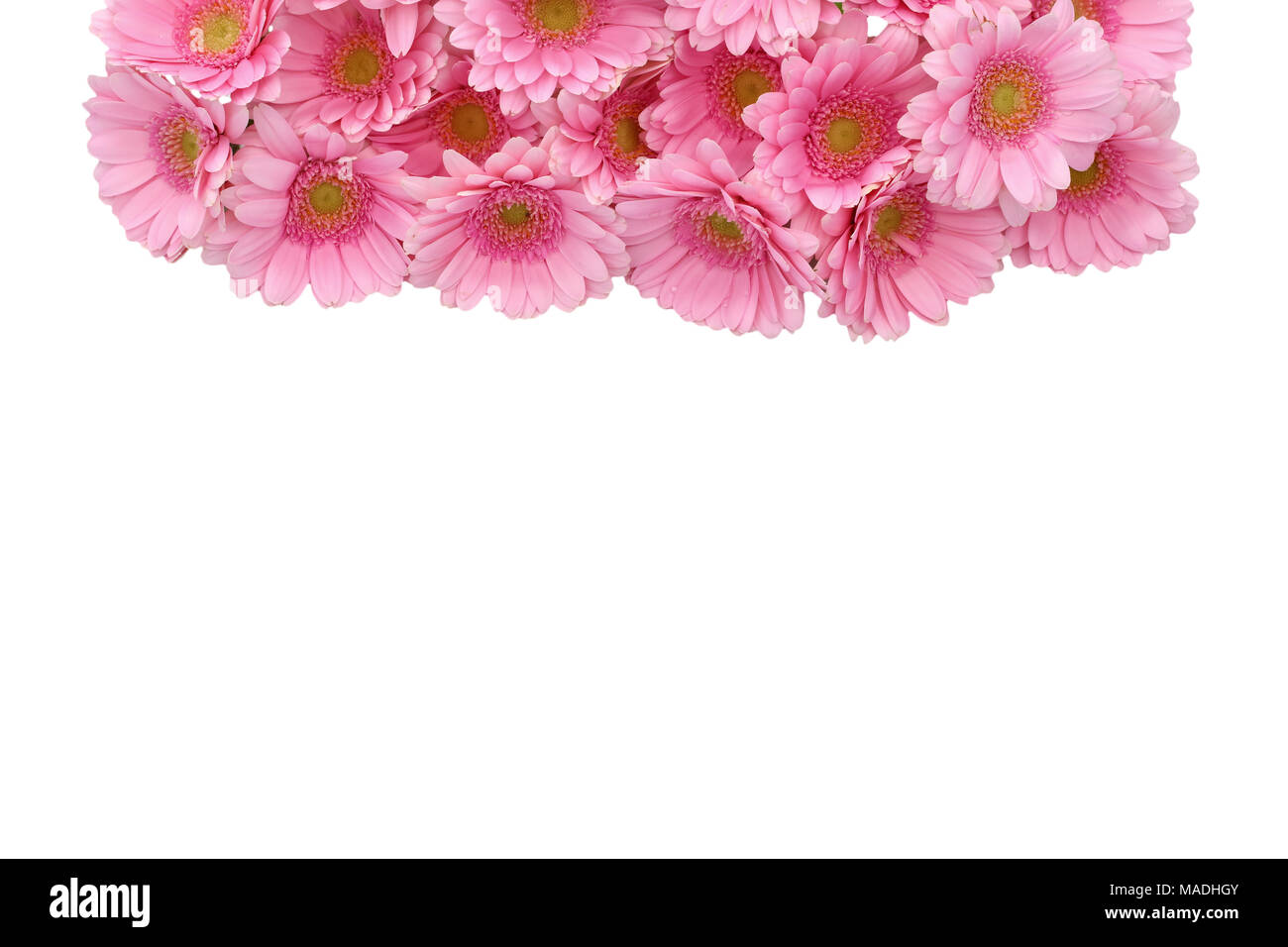 Le Gerbera est une fleur qui se caractérise par de nombreux coraux et plus souvent utilisé par les fleuristes en bouquets comme une fleur à couper parce qu'il est distinctif et grand. Banque D'Images