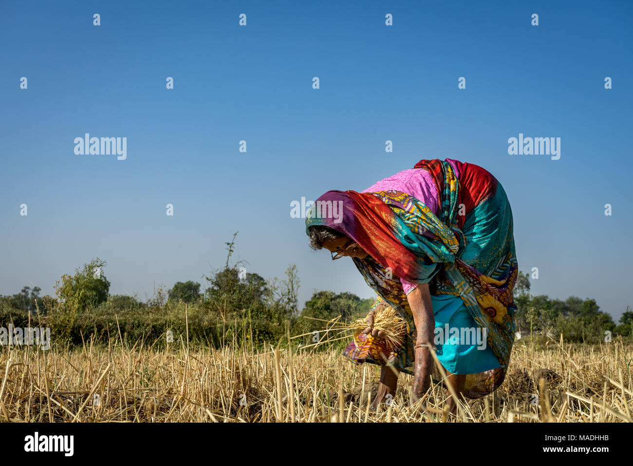 Une dame travaillant dans le secteur des pièces de ramasser les grains de blé ayant l'herbe , photo d'un village de l'Inde où l'agriculture est toujours fait sans machines. Banque D'Images