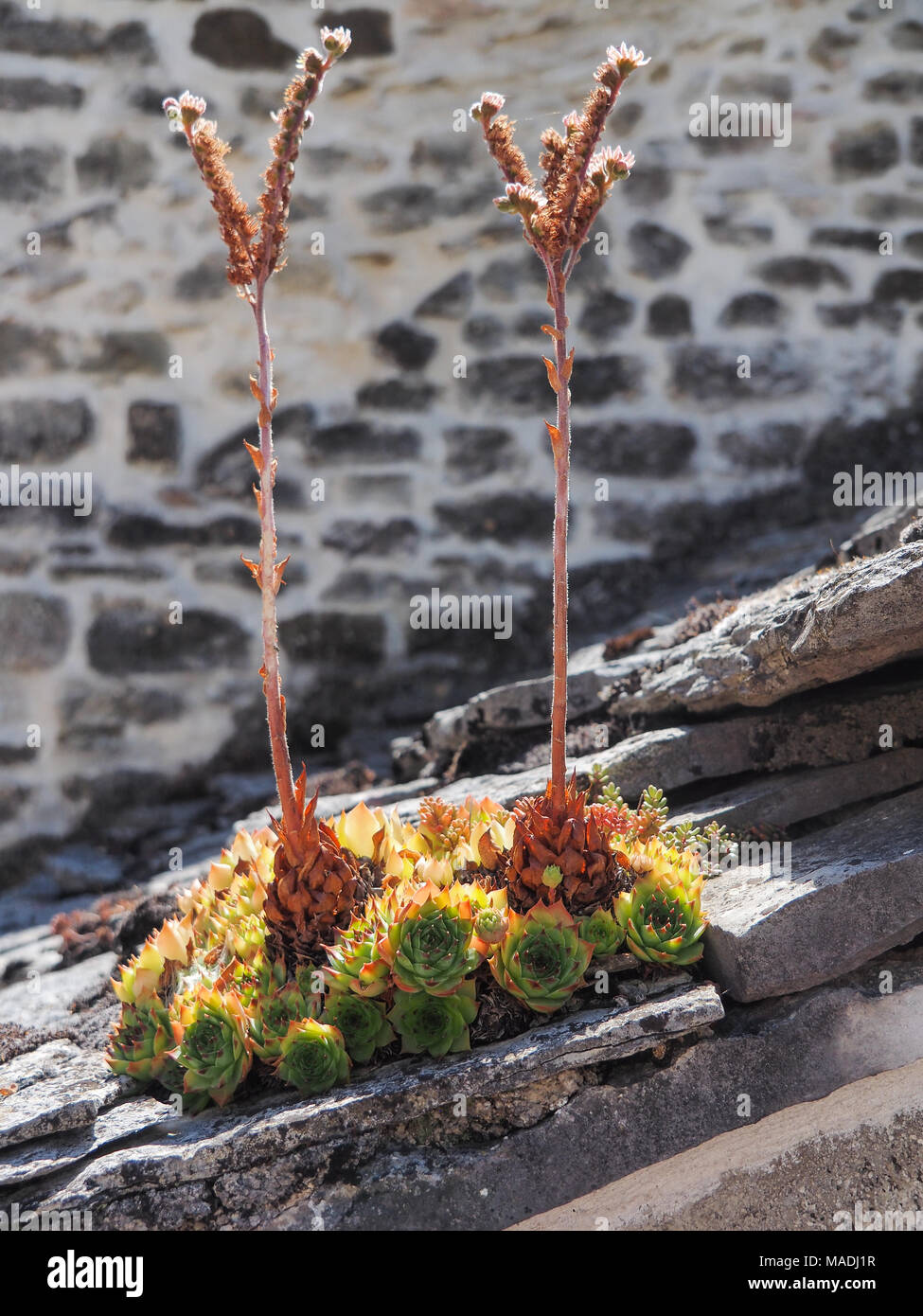 Close-up d'houseleeks avec les inflorescences Banque D'Images