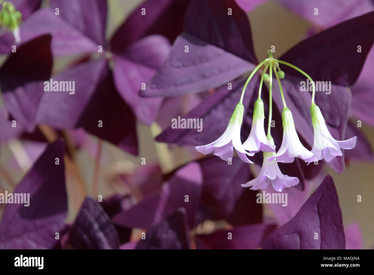 Trèfles violets en fleurs de près. Arrière-plan de feuilles pourpre sombre. Banque D'Images