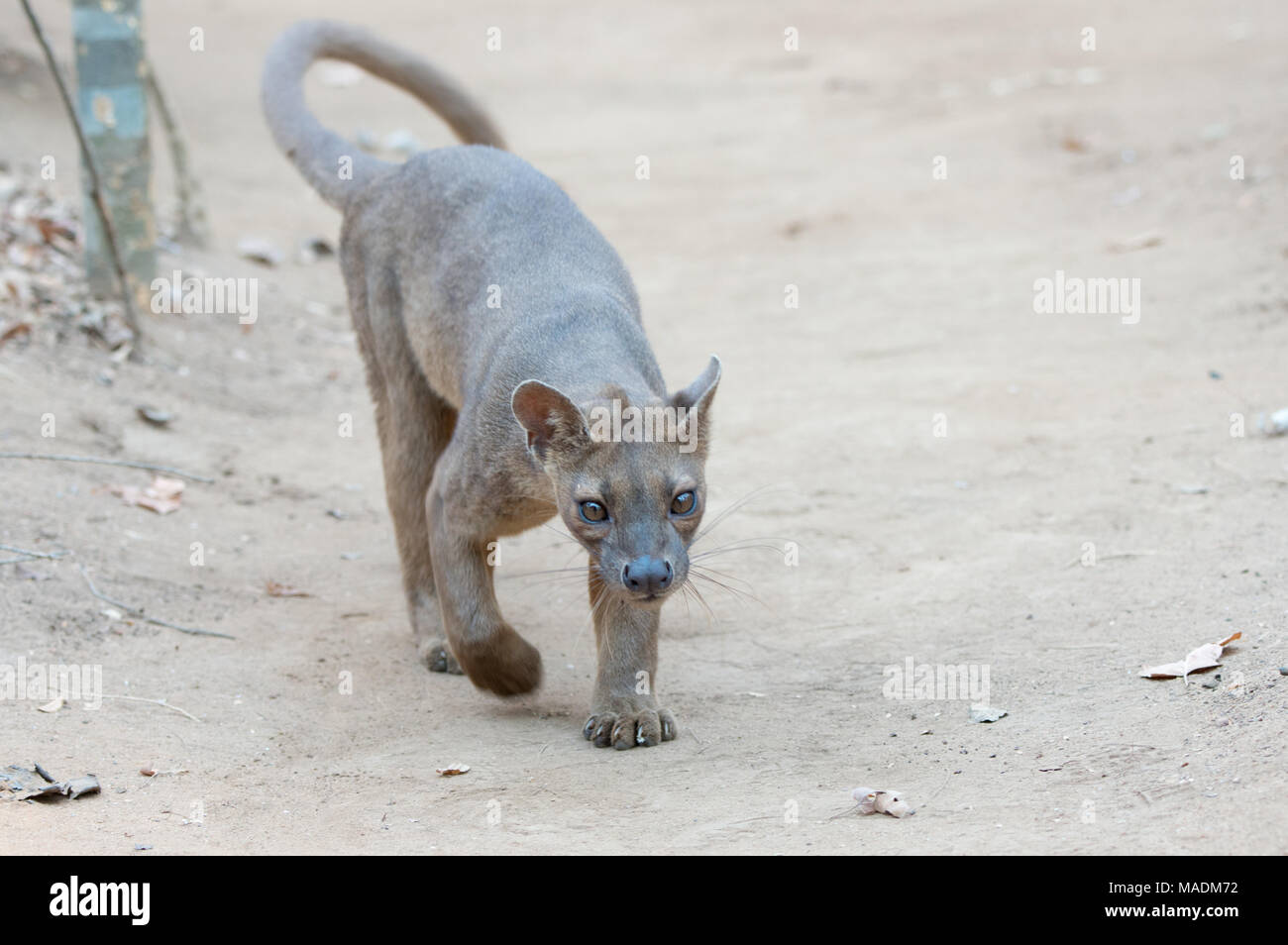 Le Fossa (Cryptoprocta ferox) après une nuit de chasse en forêt de Kirindy à Madagascar Banque D'Images