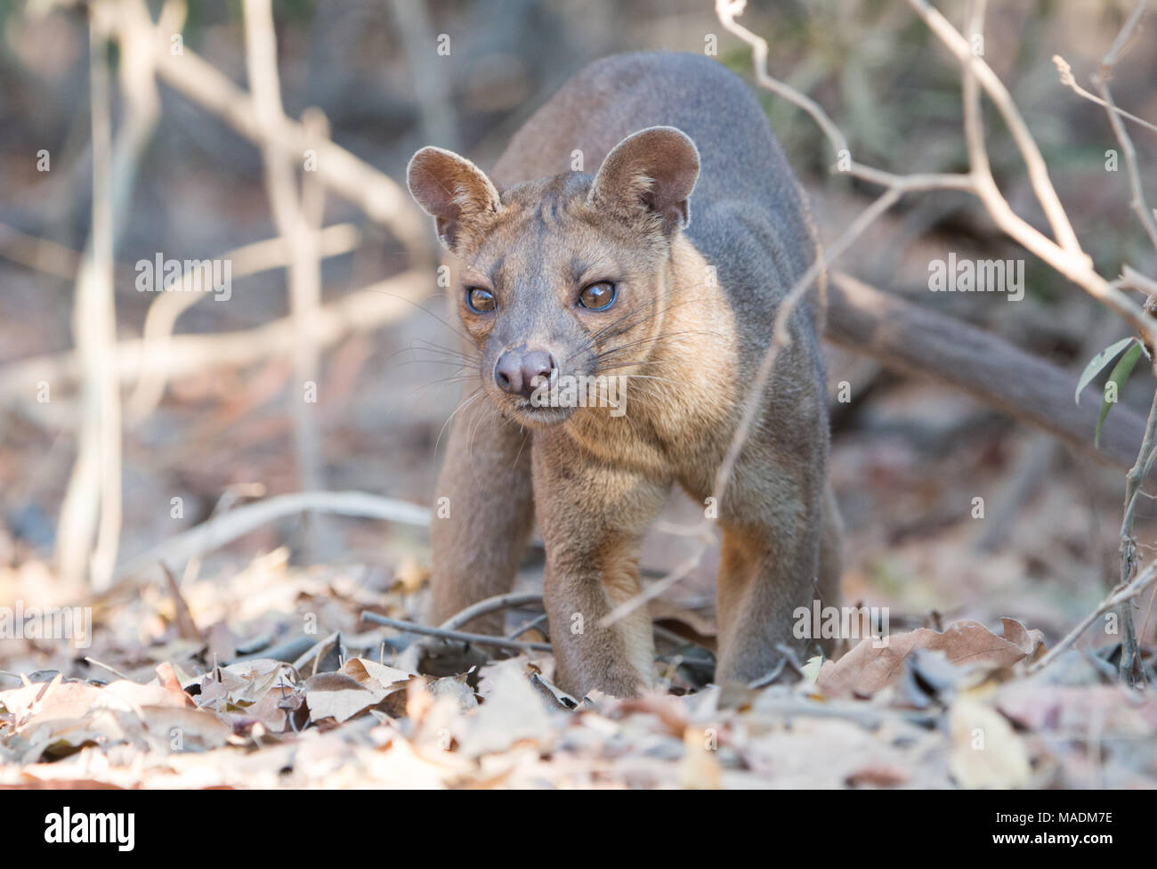 Le Fossa (Cryptoprocta ferox) après une nuit de chasse en forêt de Kirindy à Madagascar Banque D'Images