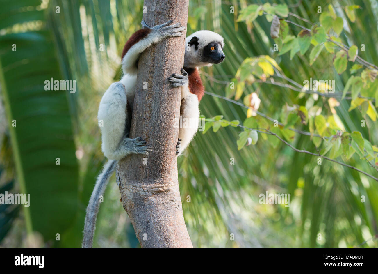 Un Coquerel's Sfaka (Propitherus Coquereli) sur un arbre à Madagascar Banque D'Images