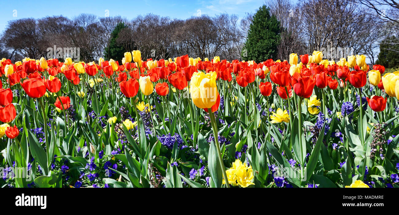 Tulipes au printemps au parc. Banque D'Images