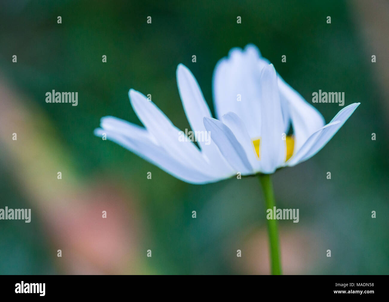 Un plan macro sur une fleur blanche oxeye daisy. Banque D'Images