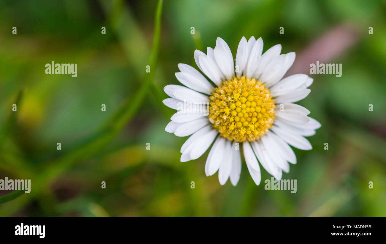 Un plan macro sur une pelouse daisy. Banque D'Images