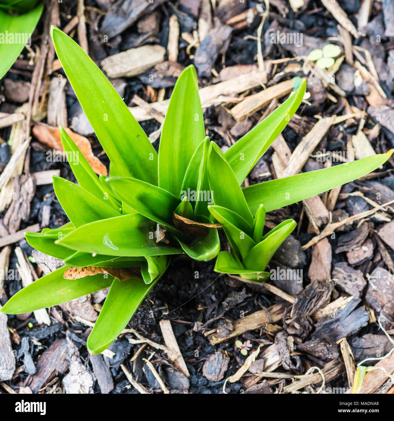 Un plan macro sur les nouvelles feuilles d'une usine de squill portugais. Banque D'Images